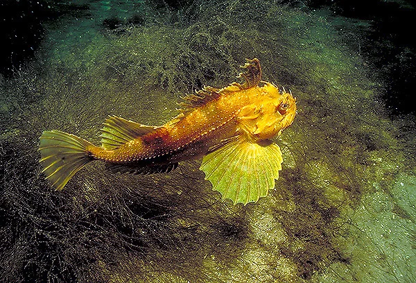 SEA-RAVEN.jpg