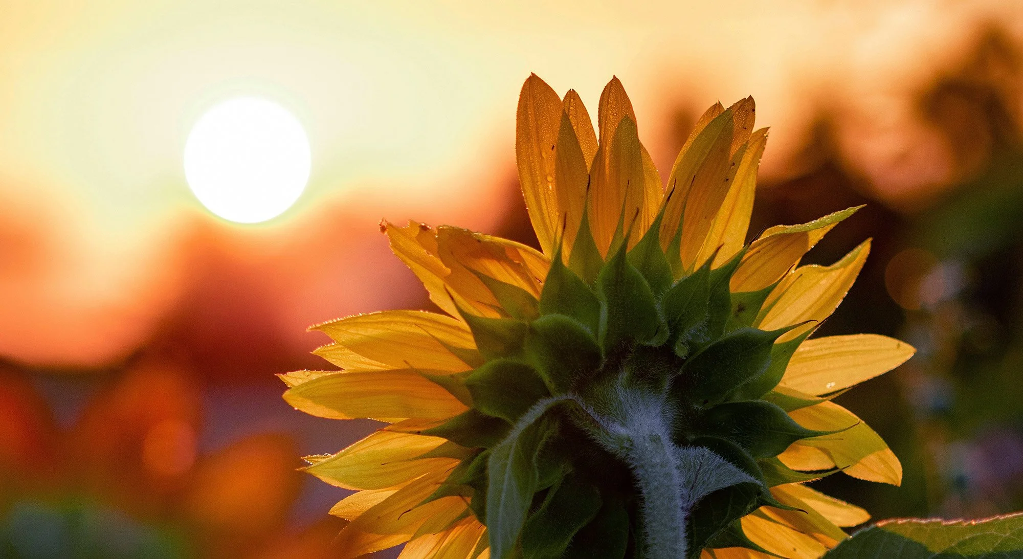 sunflower-banner.jpg