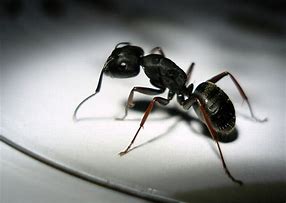 carpenter ant.jpg