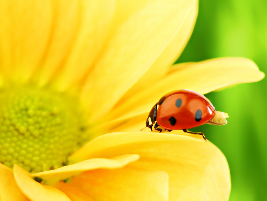 lady bug picture.png
