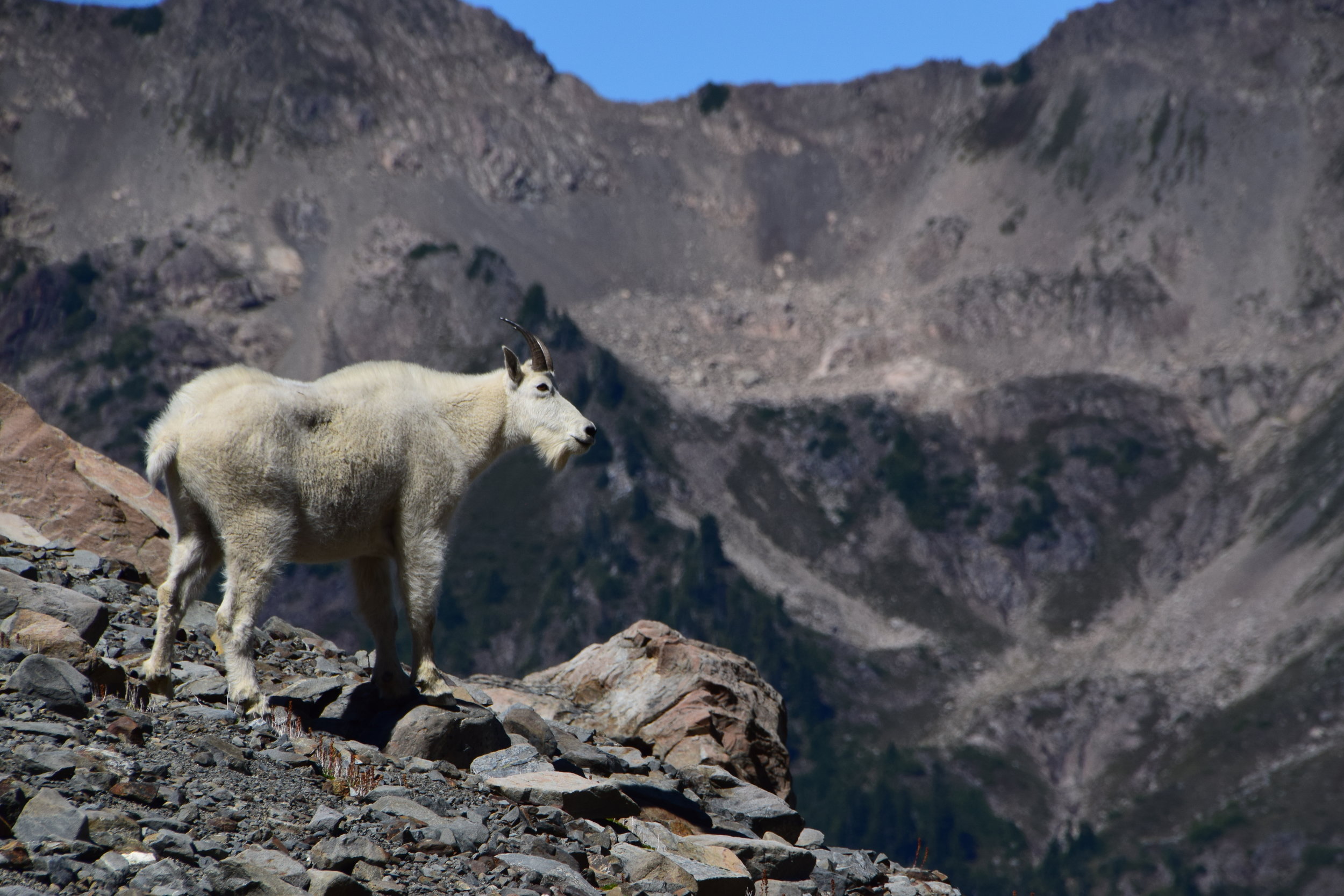  To Be Alone - Hozier Mt. Olympus, Olympic National Park, Washington State  Prints &nbsp; &nbsp; Canvas &nbsp; &nbsp; Special Order  