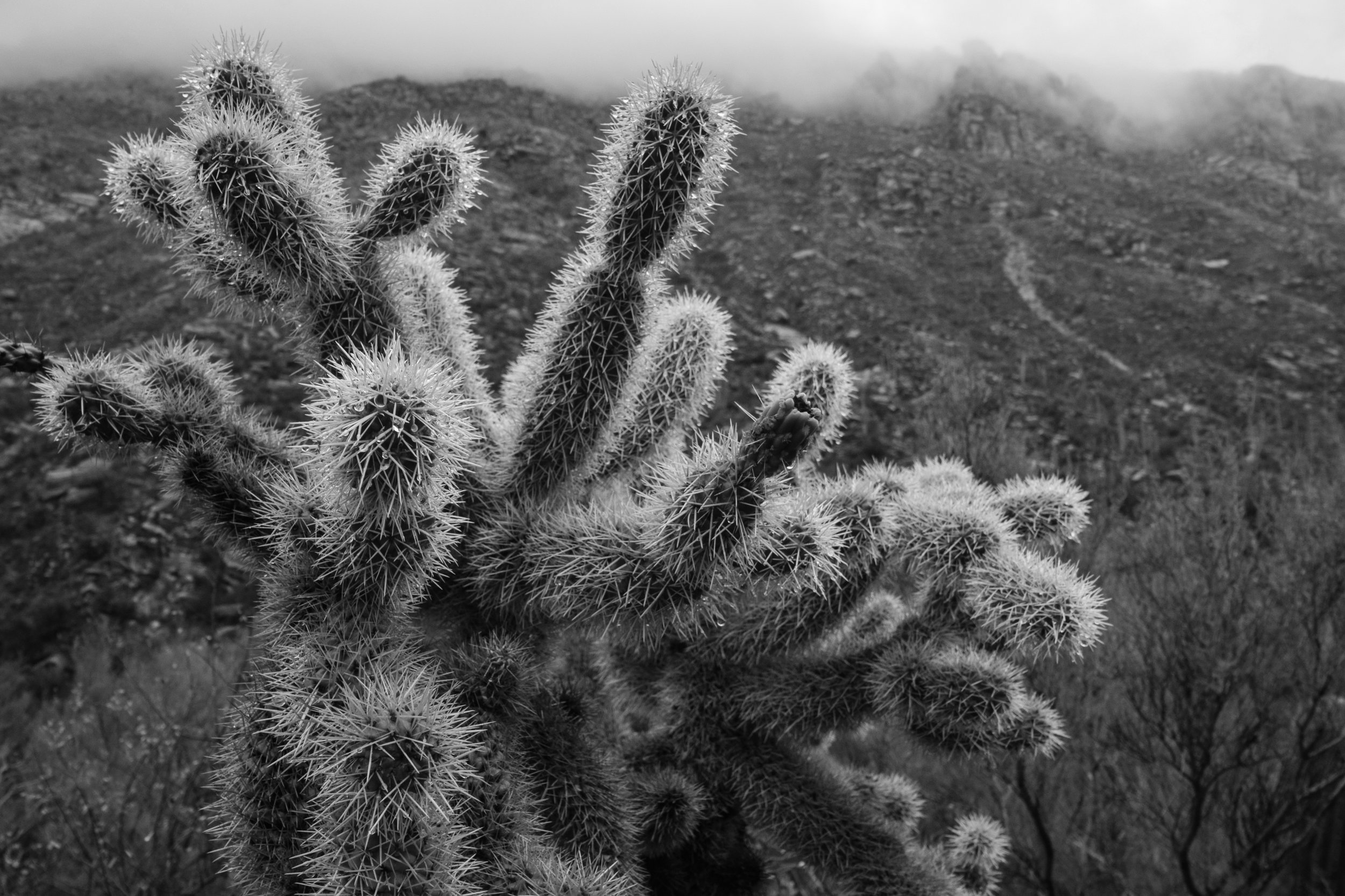 The Reaper - Blue Oyster Cult (BW) Sabino Canyon, Arizona Purchase Options