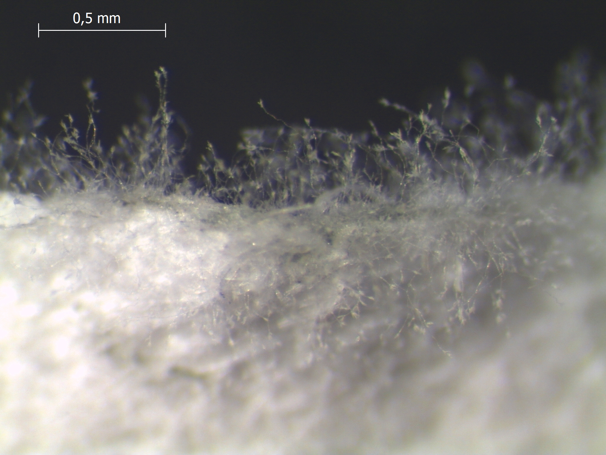 InP3C5 14-09 scale.jpg