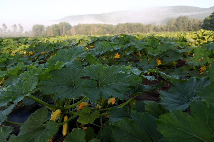squash in field 2.jpg