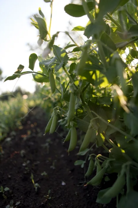peas in field 2.jpg