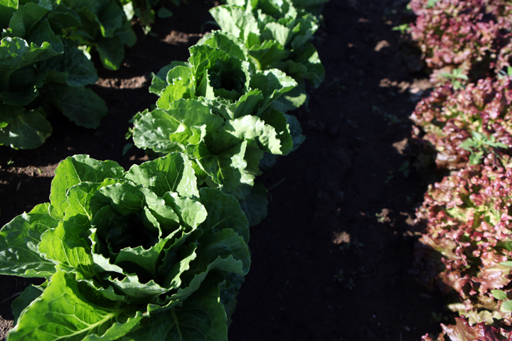 lettuce.jpg