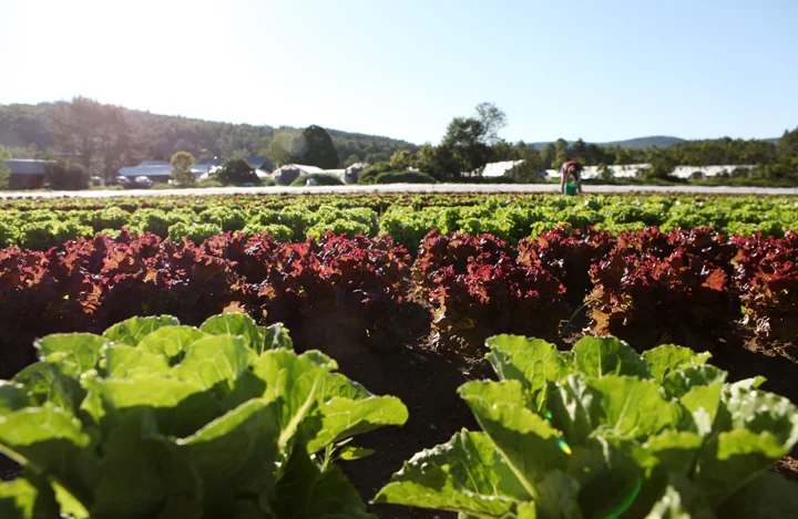 lettuce harvest.jpg