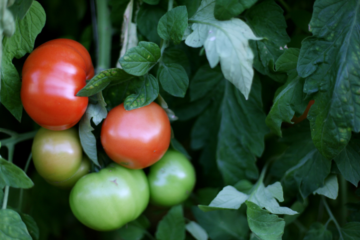 tomatoes 2.jpg