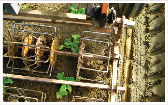 BasketCultivation.png