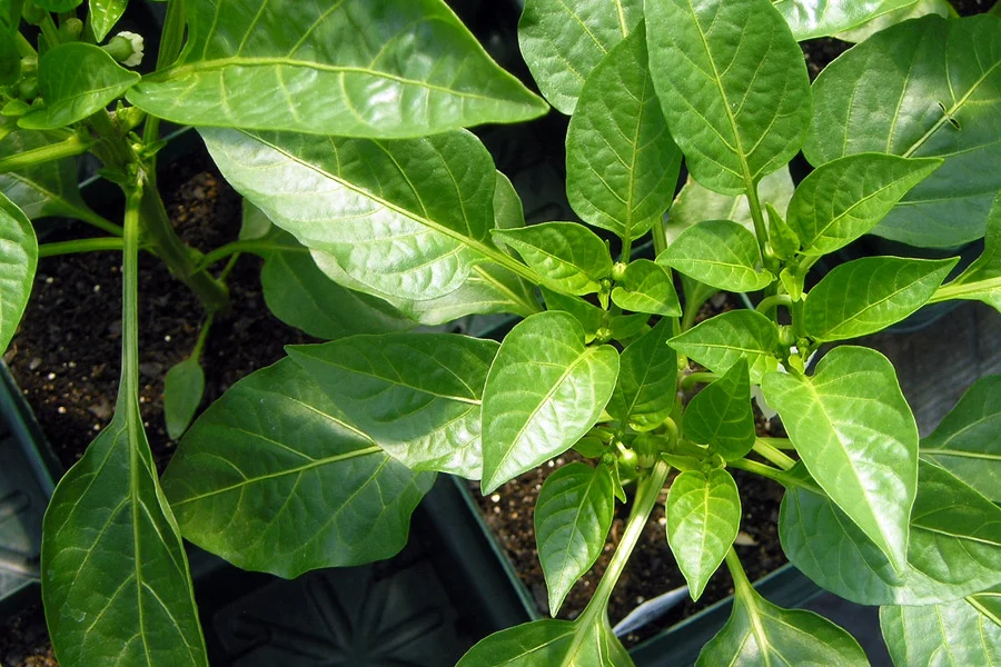 plant.jpg