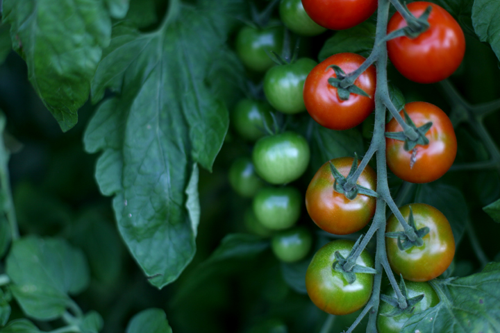 tomatoes 3.jpg
