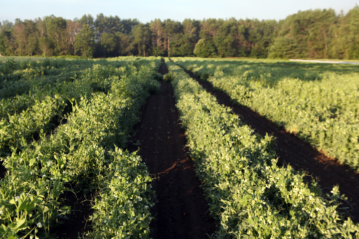 rows of peas in field.jpg