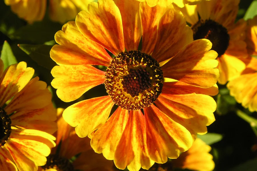 flower.jpg