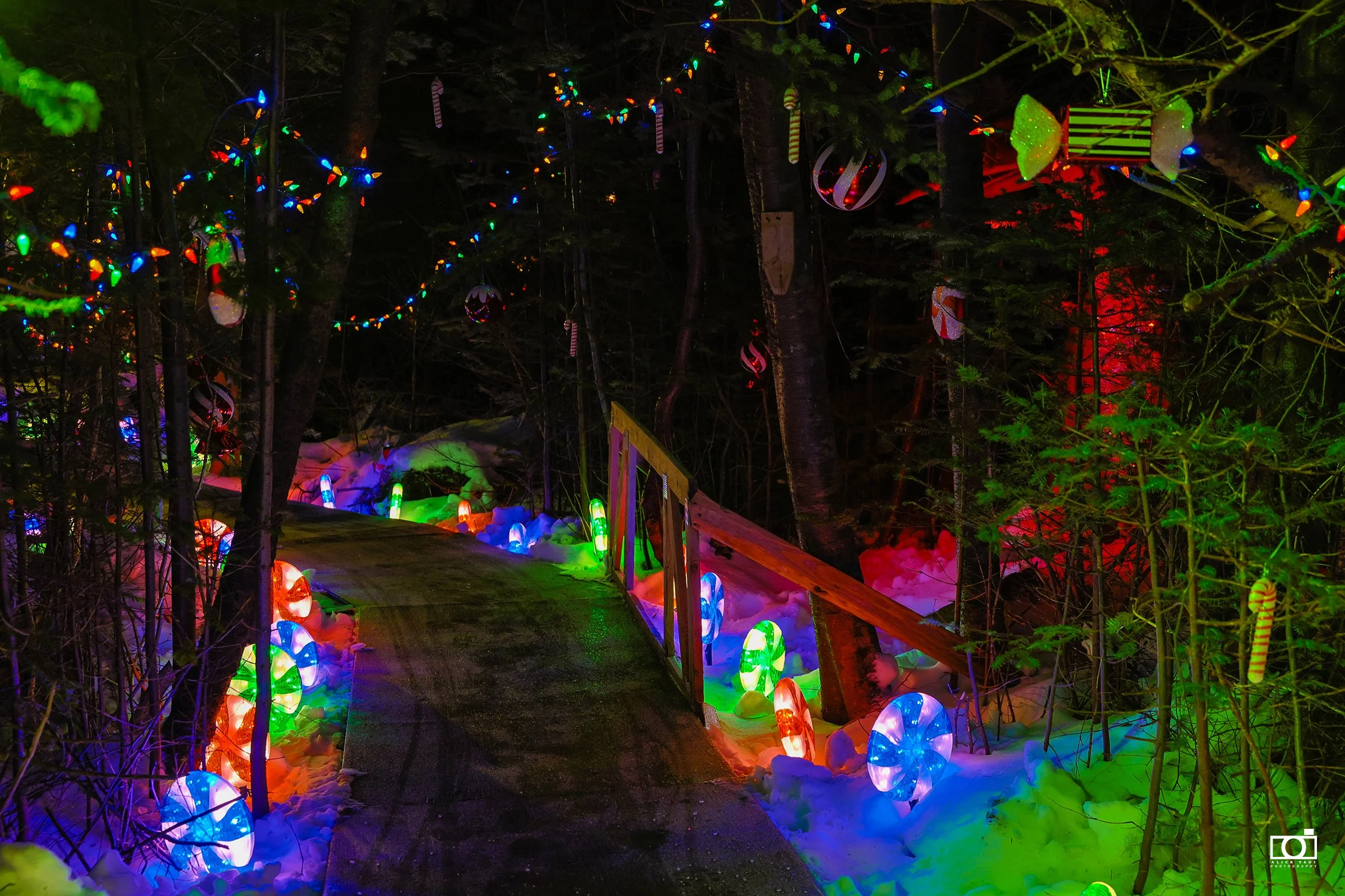 Xmas at Dinasaur Park - 33- Alick.jpg