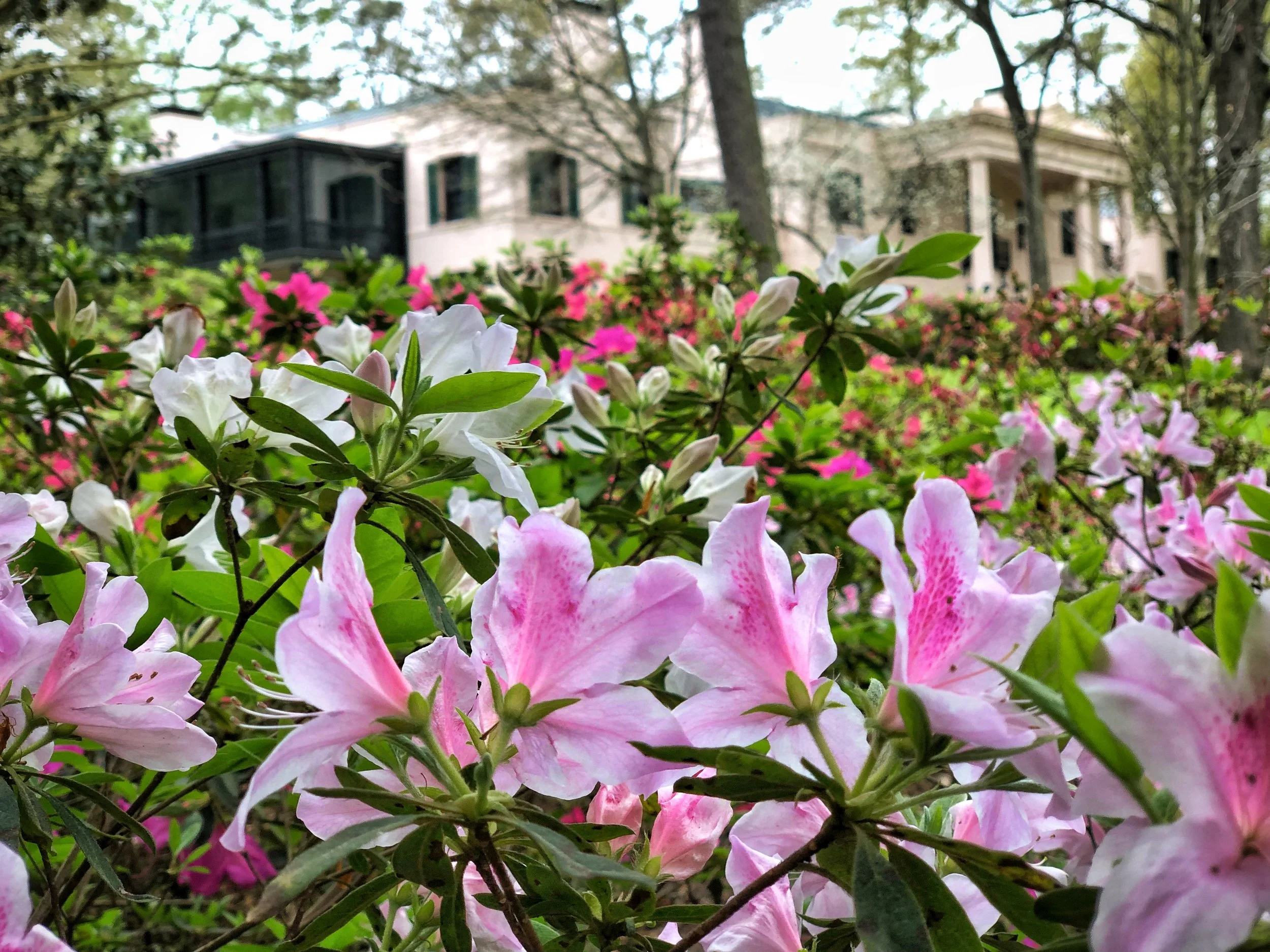 azalea trail.jpg