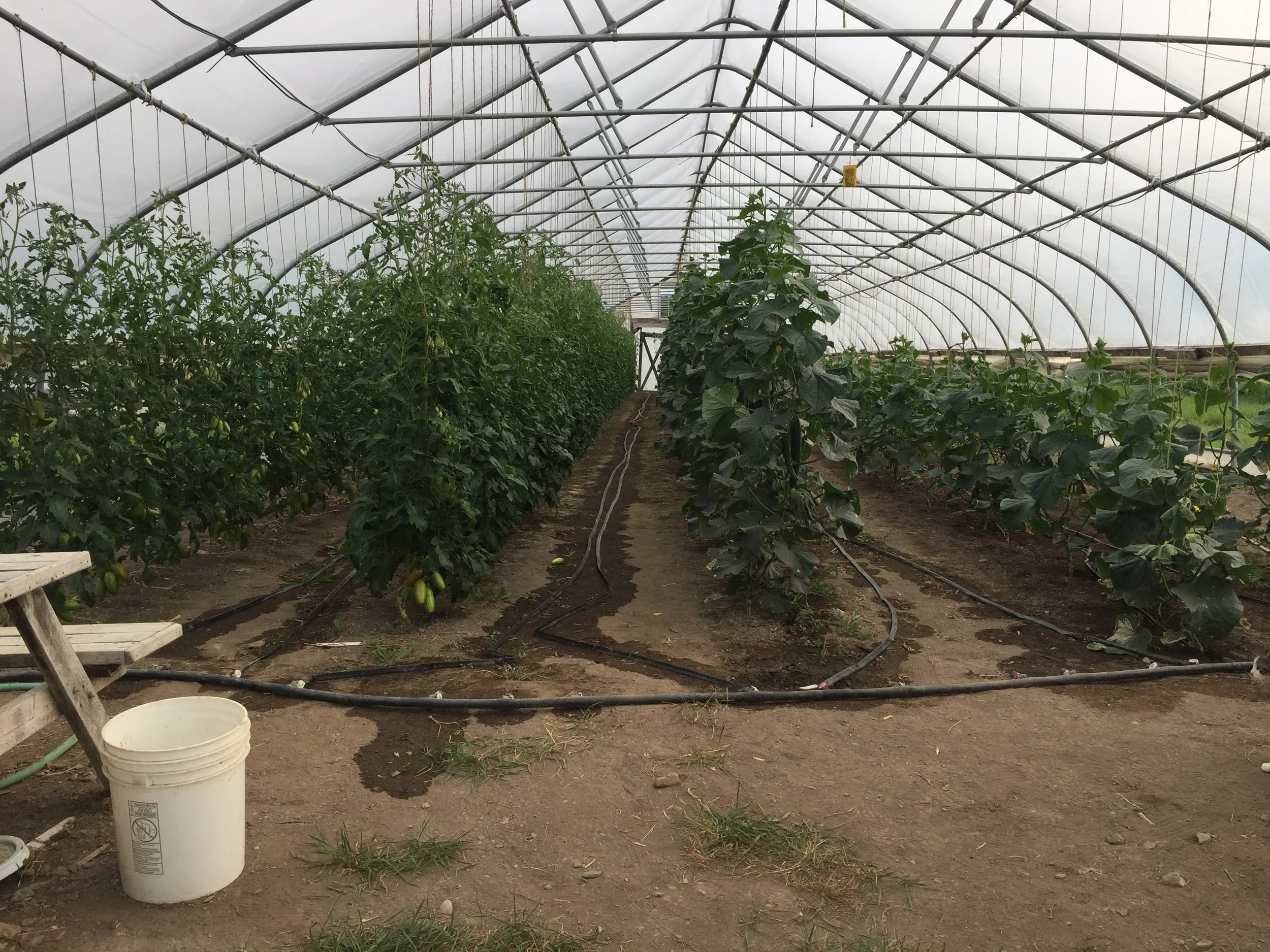 High Tunnel Tomatoes and Cucumbers at Slack Hollow Farm, Argyle NY.