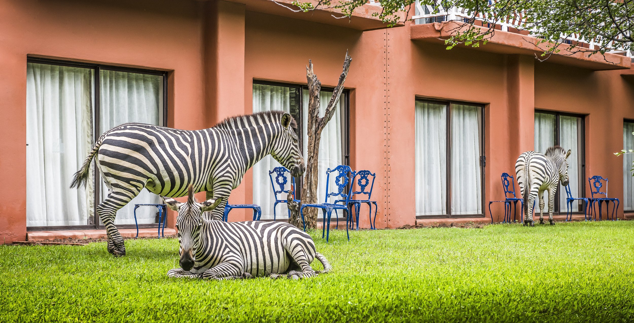 Avani_Victoria_Falls_Resort_Exterior_View_Rooms_Zebras_On_The_Lawn.jpg