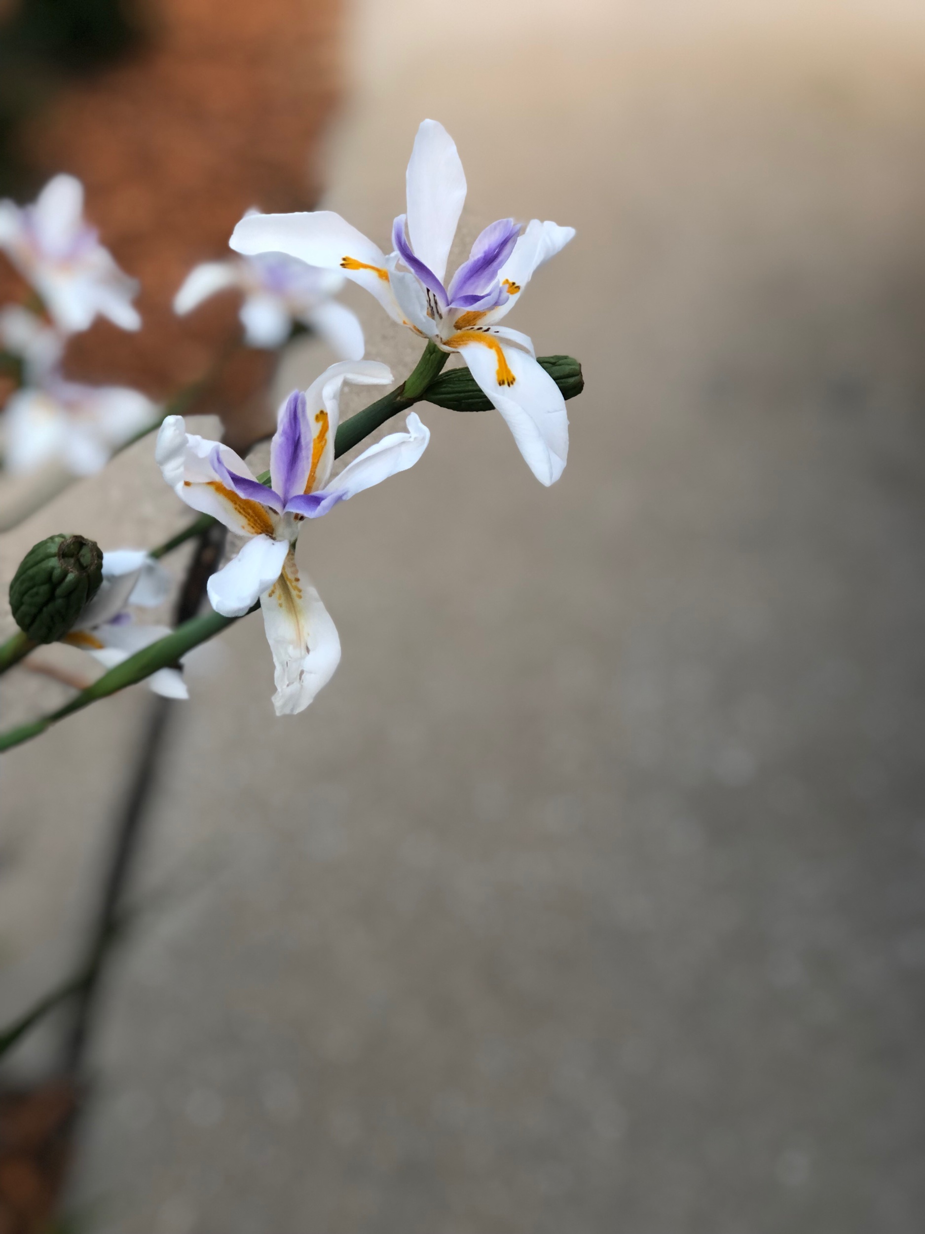 IMG_4052.jpeg