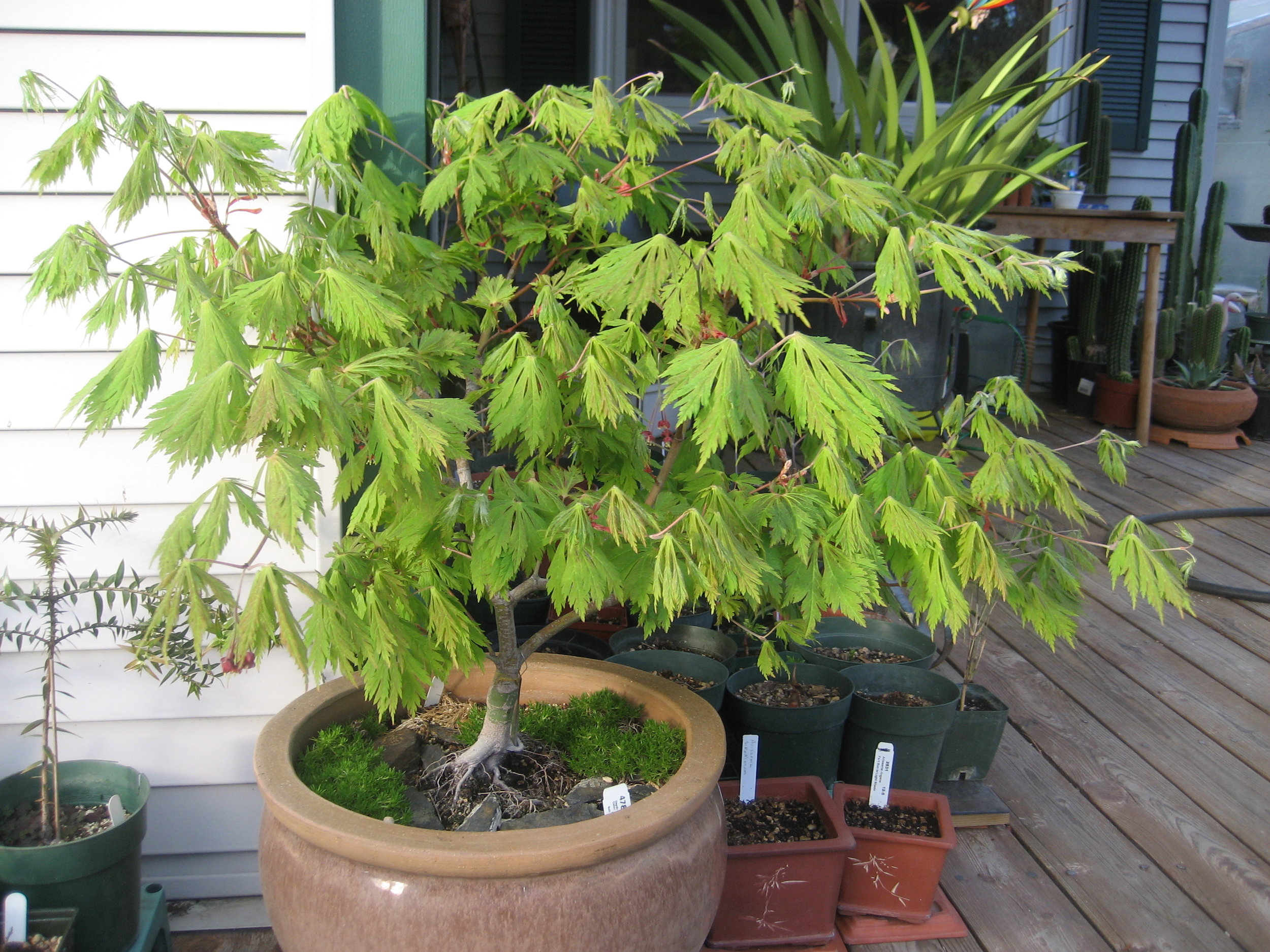 Acer jap 'Aconitifolium'.JPG