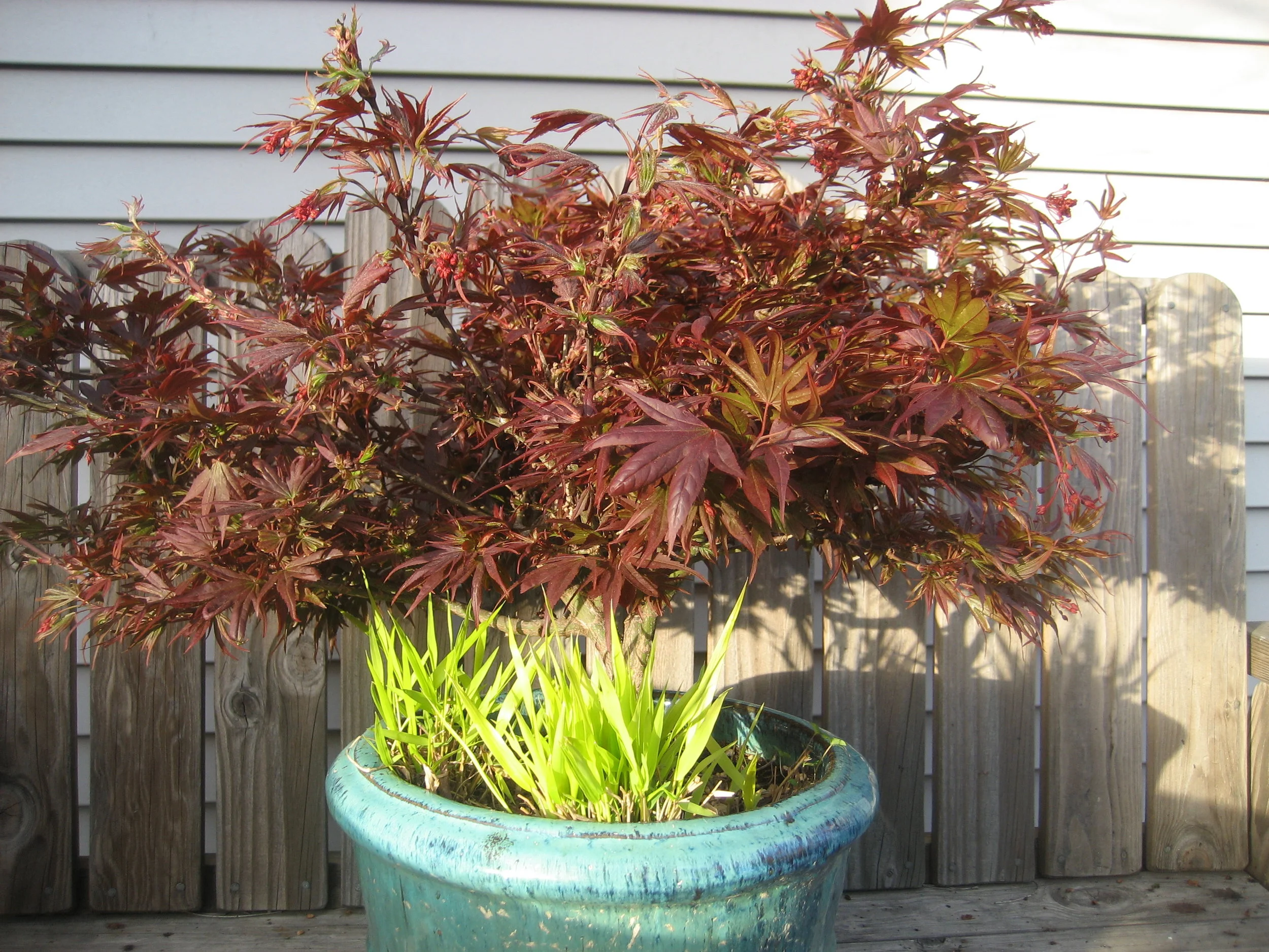 Acer pal 'Shaina'.JPG