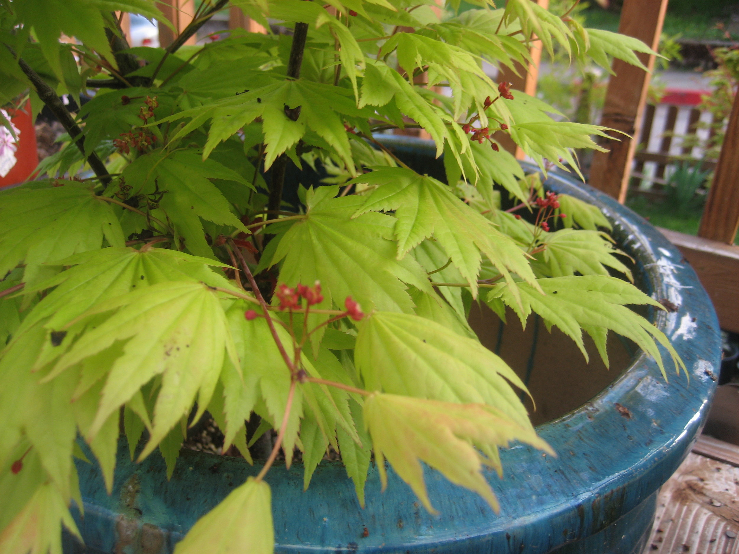 Acer shir 'Autumn Moon' 2.JPG