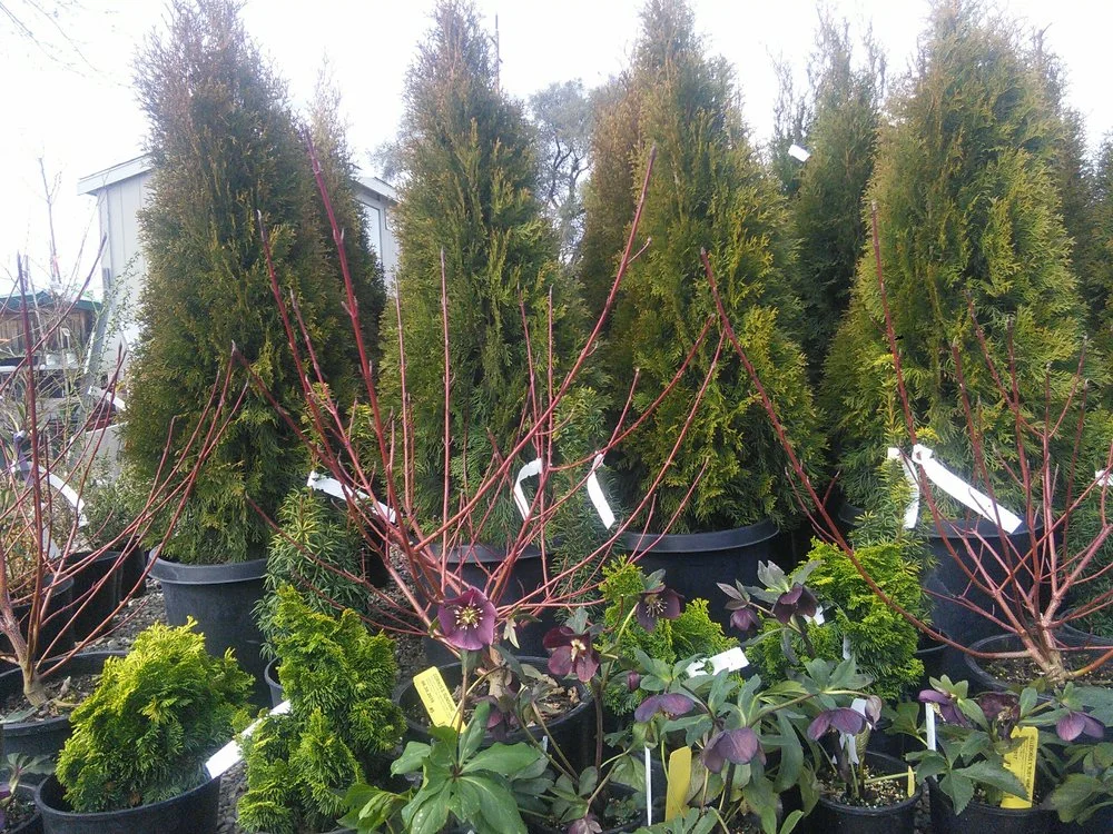 From back to front, Thuja o. 'Emerald Green', Taxus b. 'Standishii', Cornus s. 'Sunshine', Chamaecyparis o. 'Nana Lutea', and Helleborus x 'Ruby Wine'