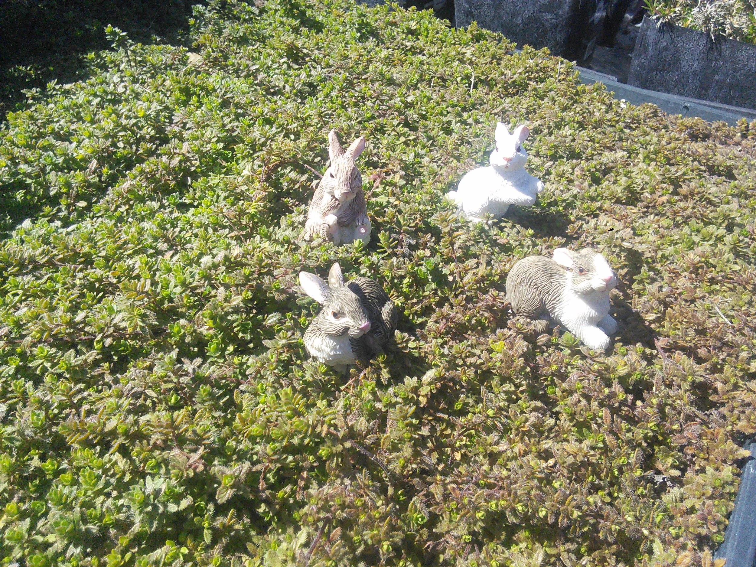 Bunnies