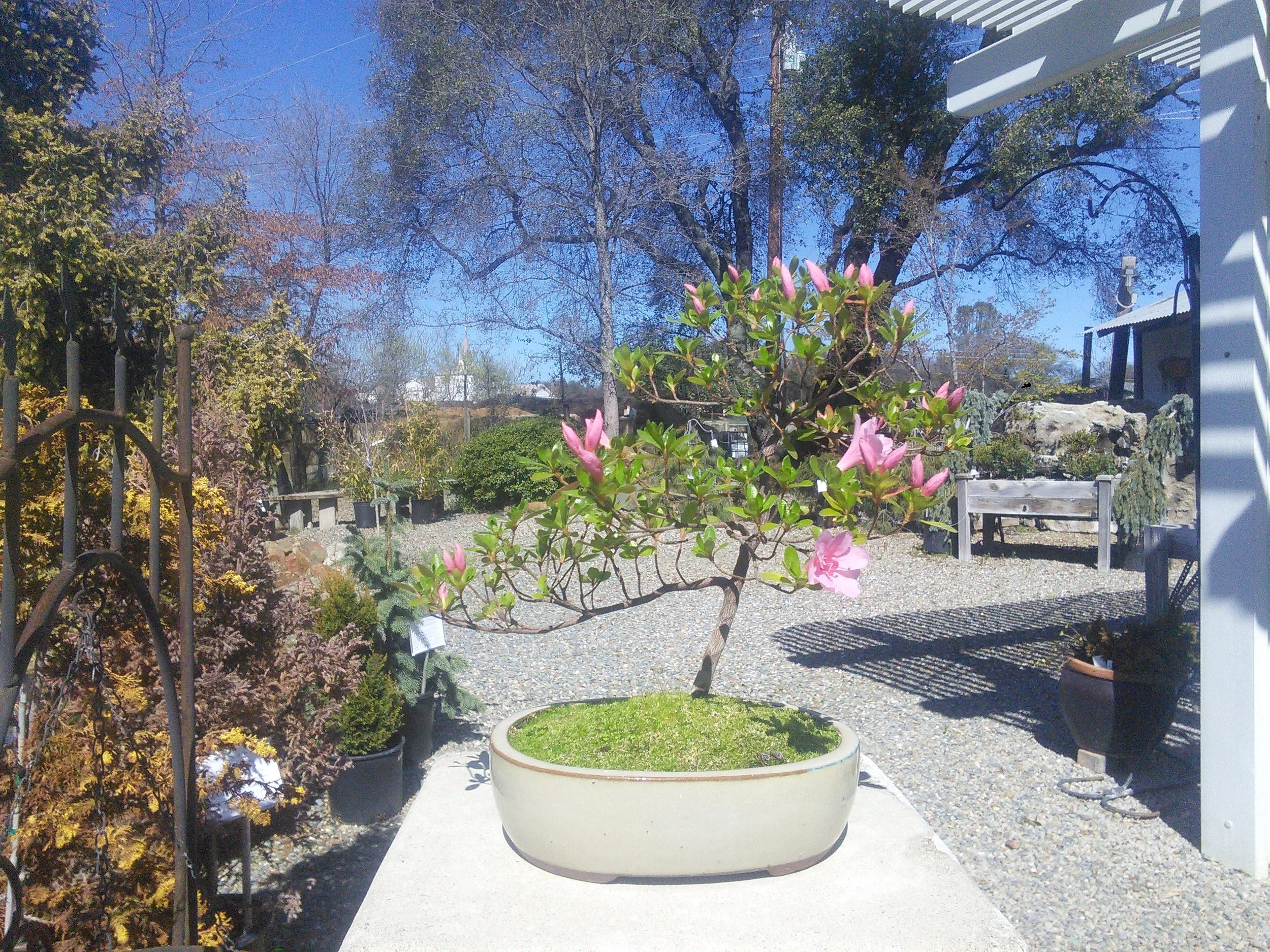 Azalea 'Coral Bells'