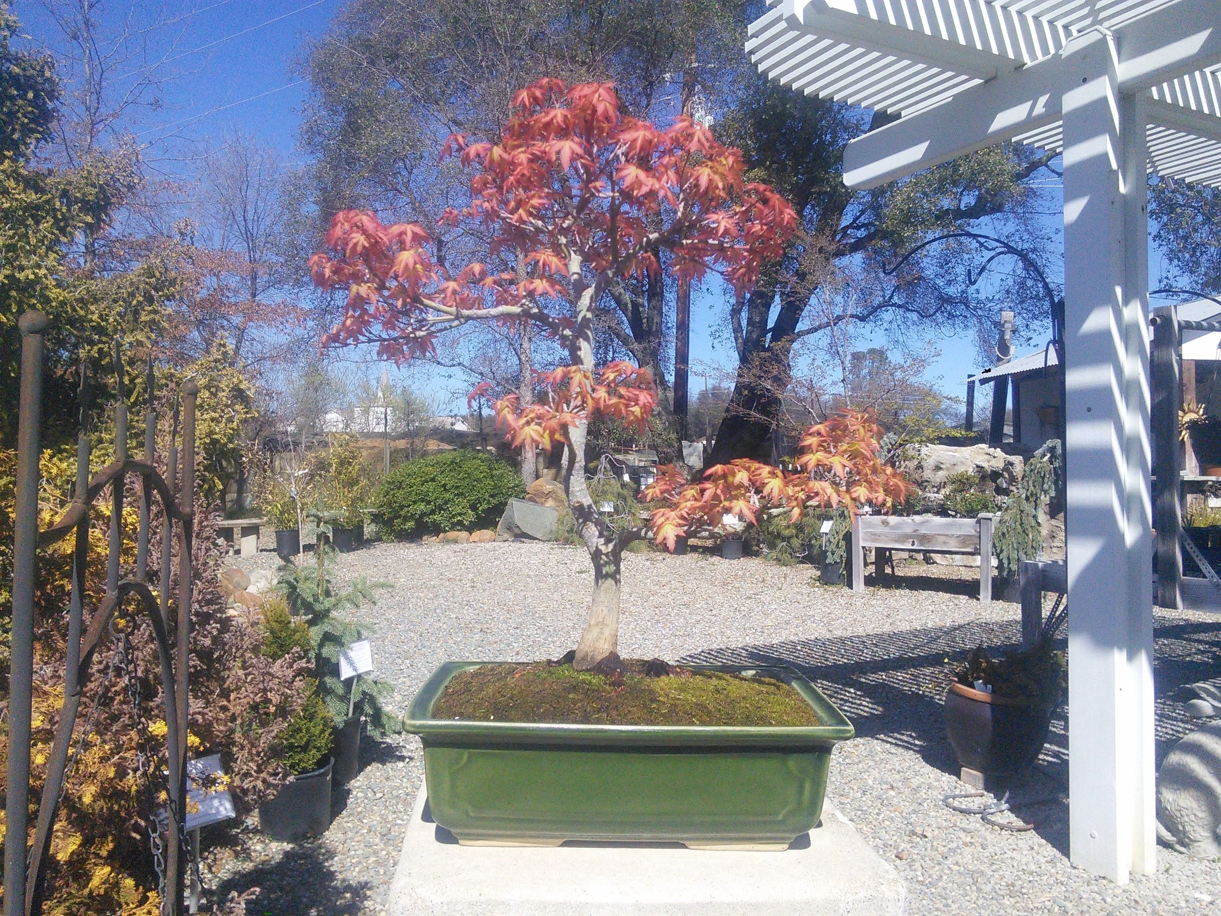 Acer palmatum