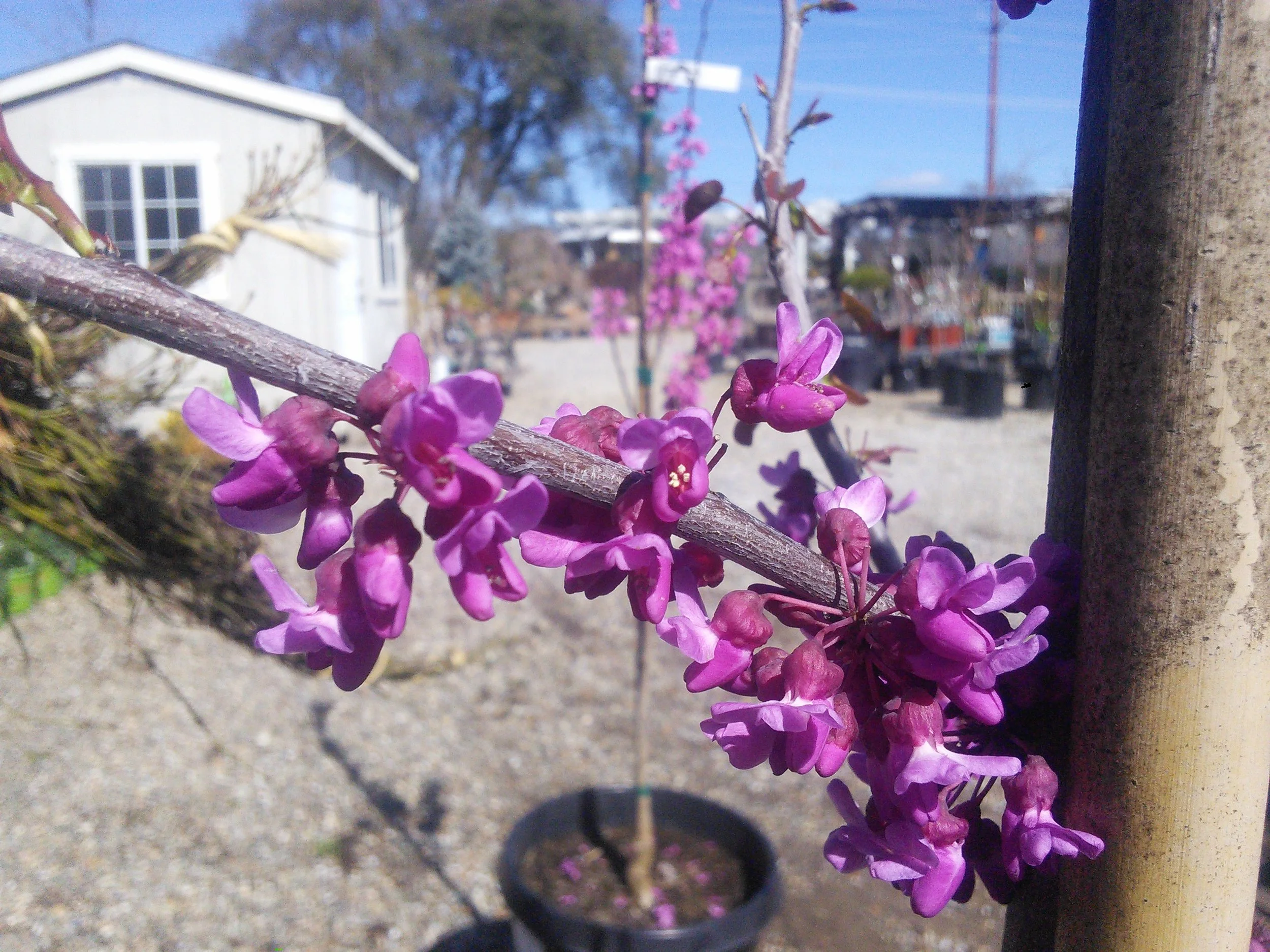 Cercis 'Oklahoma'