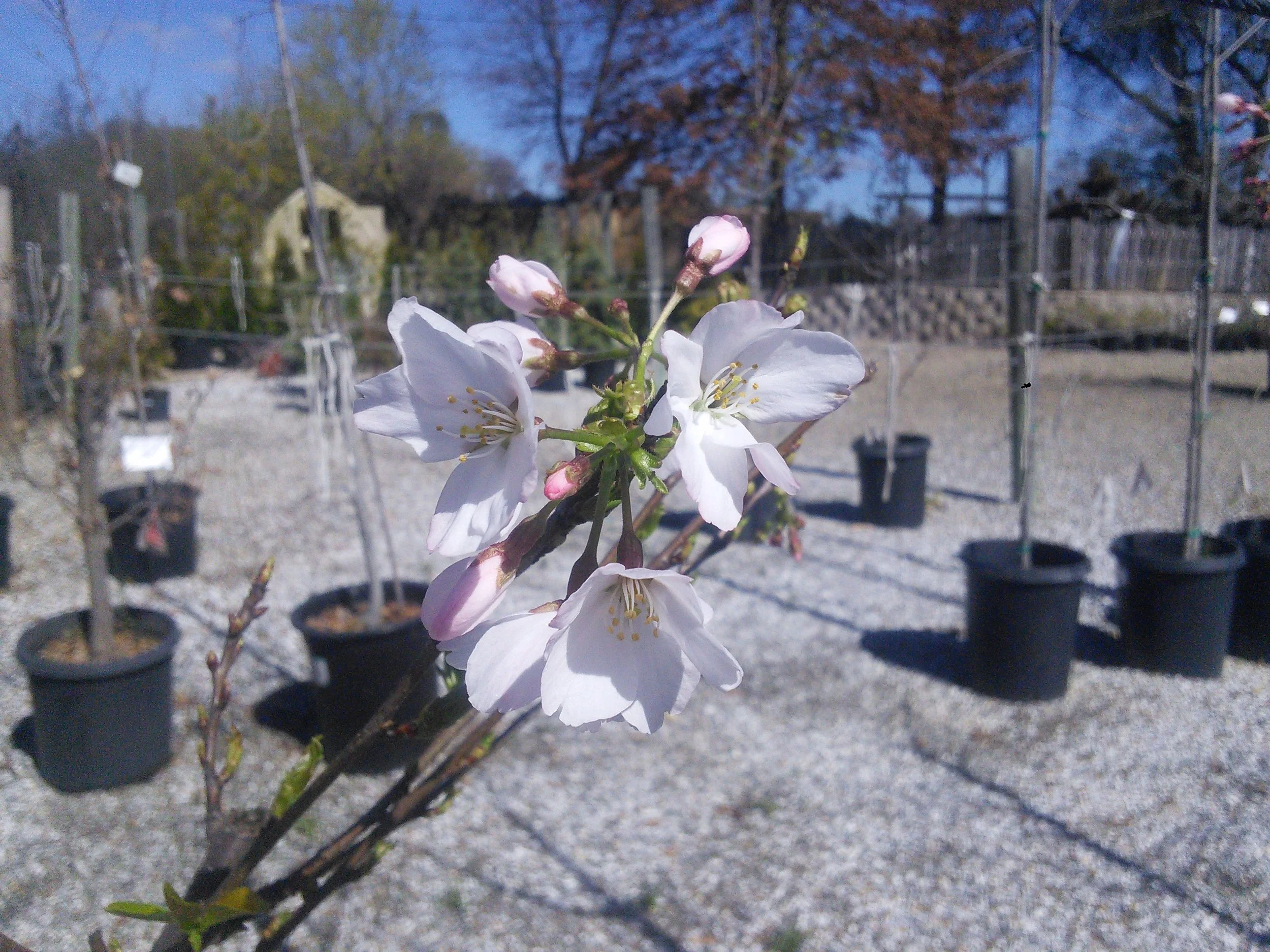 Prunus yedoensis 'Yoshino'