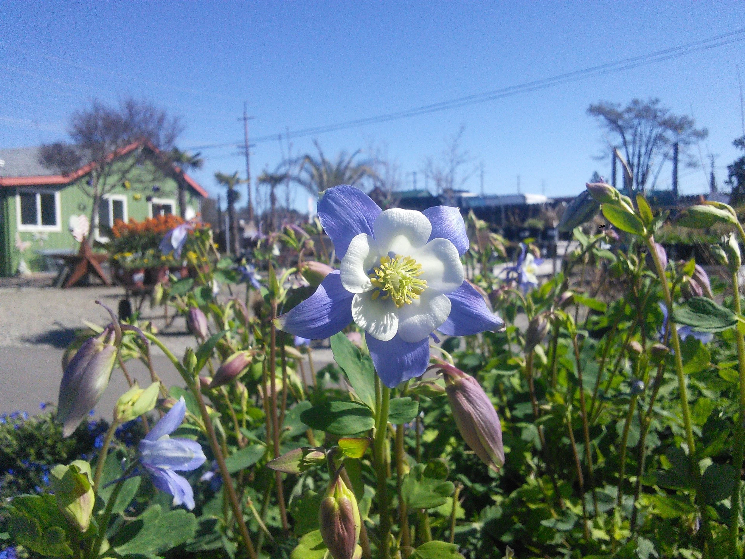 Aquilegia 'Swan Blue and White'