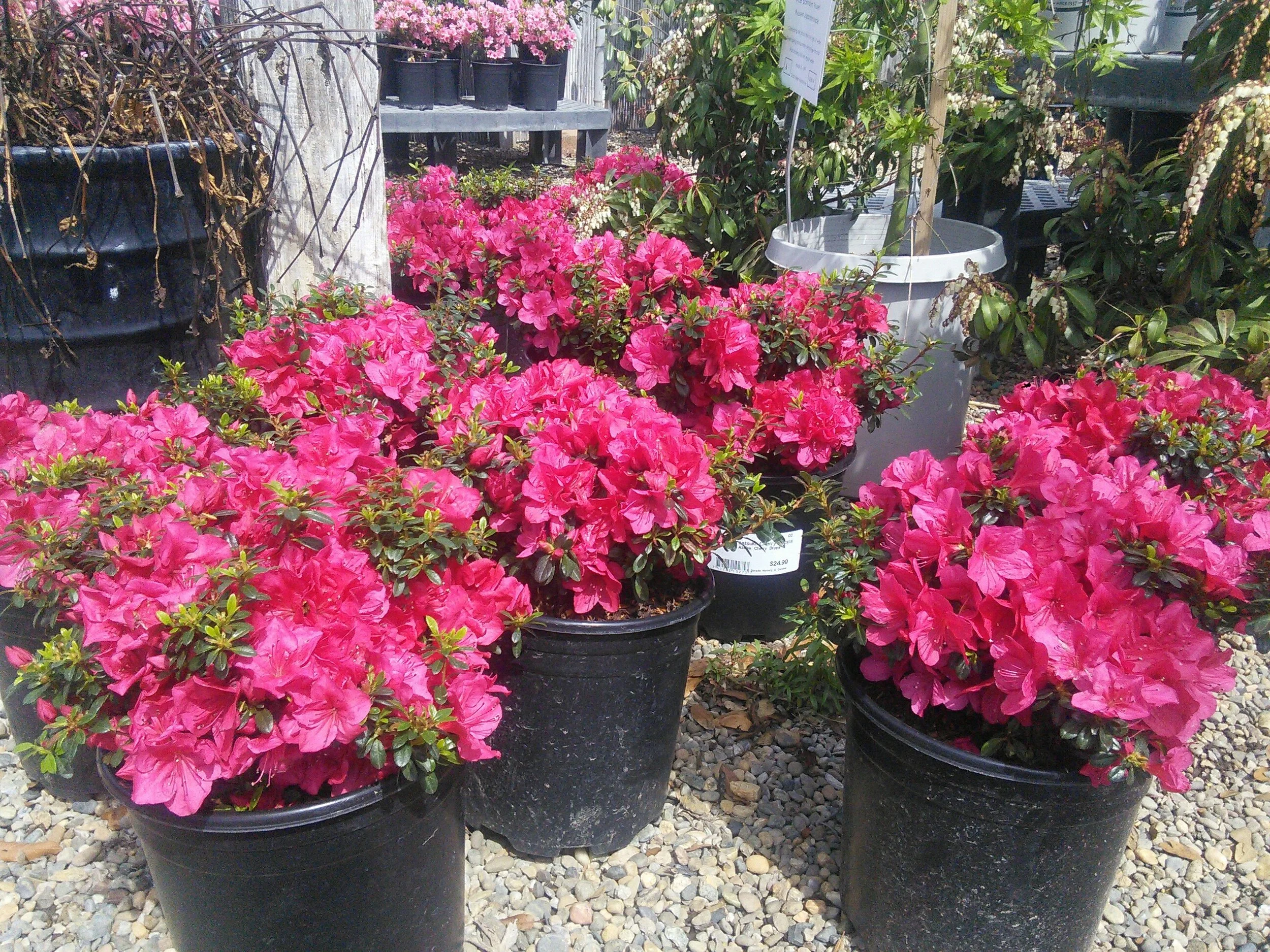 Azalea 'Cherry Drops'