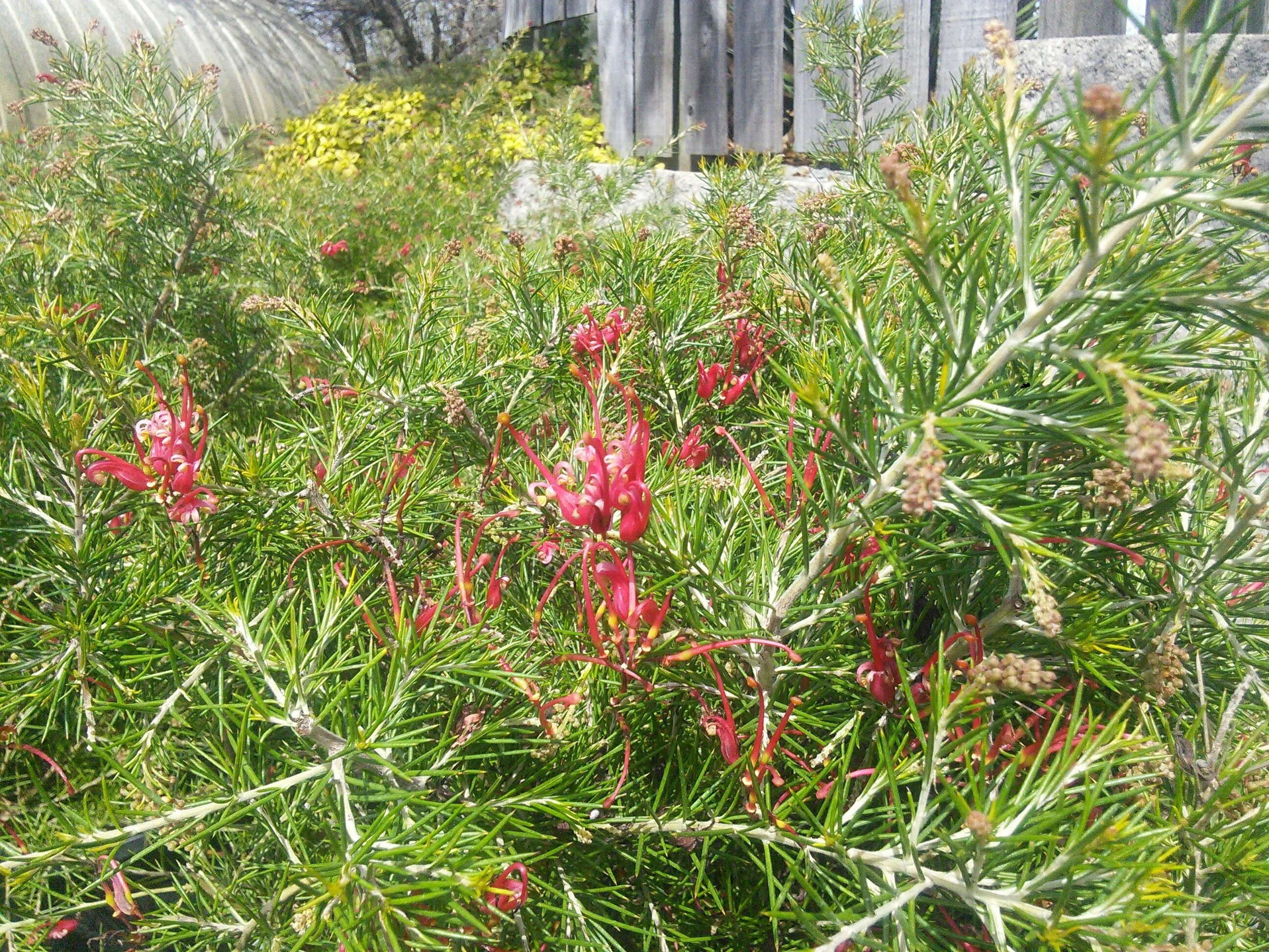 Grevillia r. 'Scarlet Sprite'