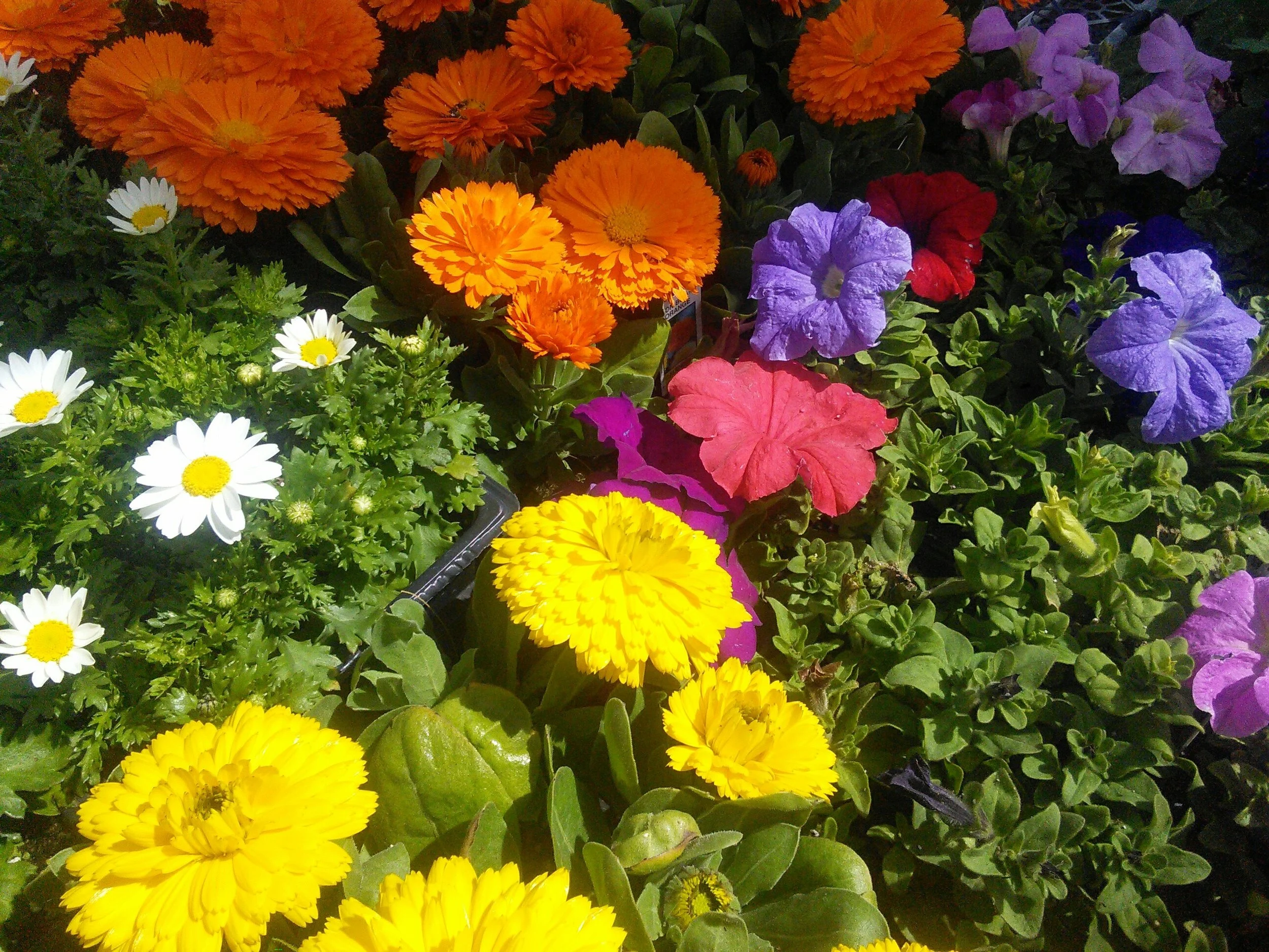 Calendula, Paludosum, and Patunias
