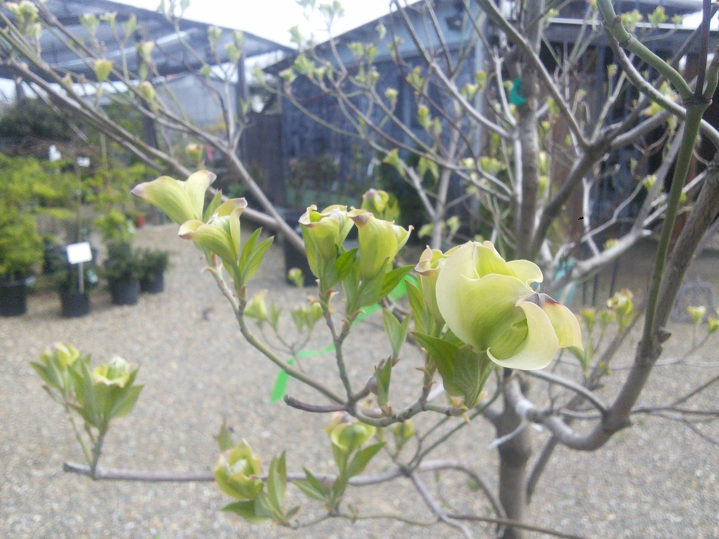 Cornus 'Eternal'