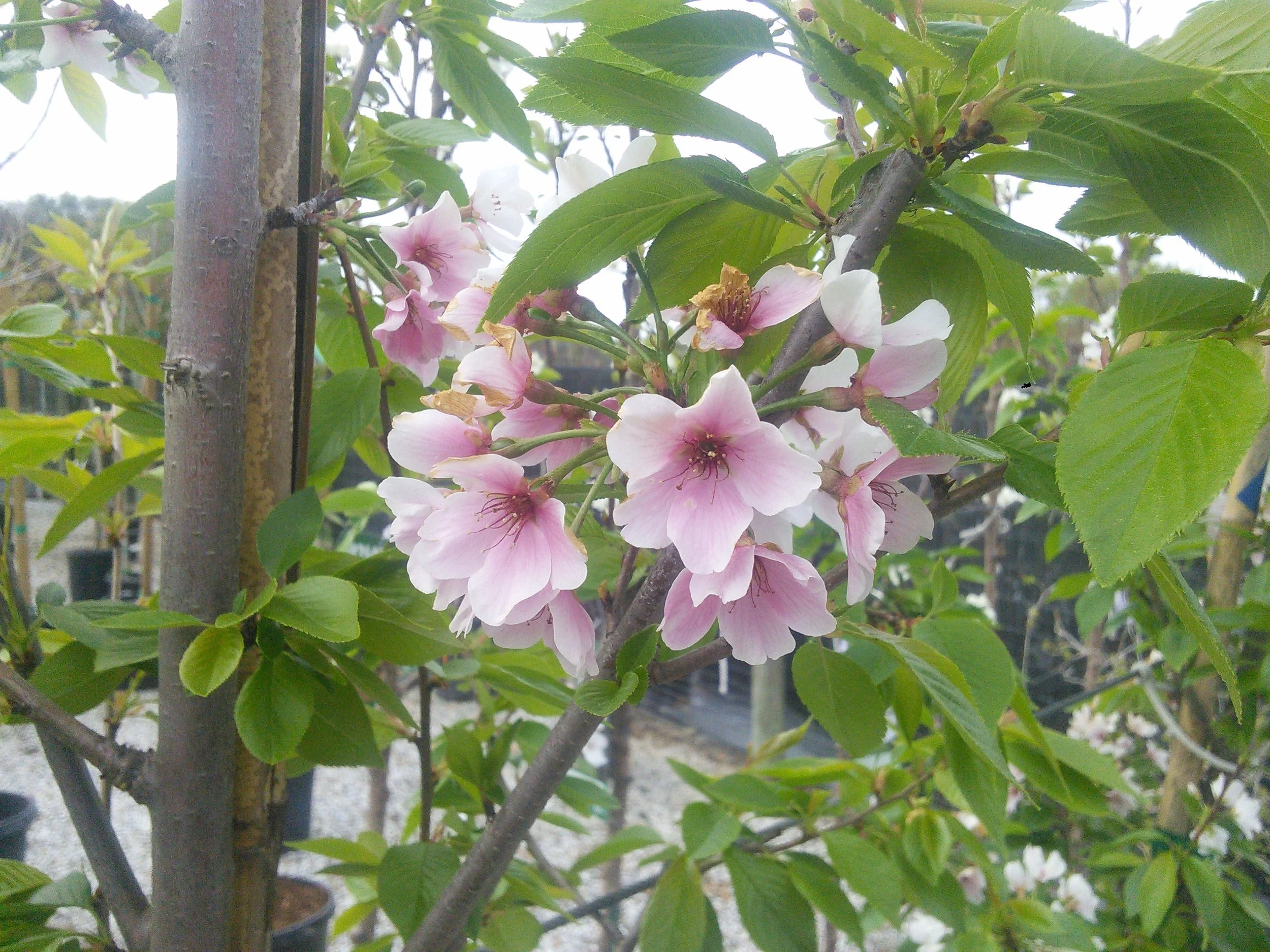 Prunus yedoensis 'Yoshino'