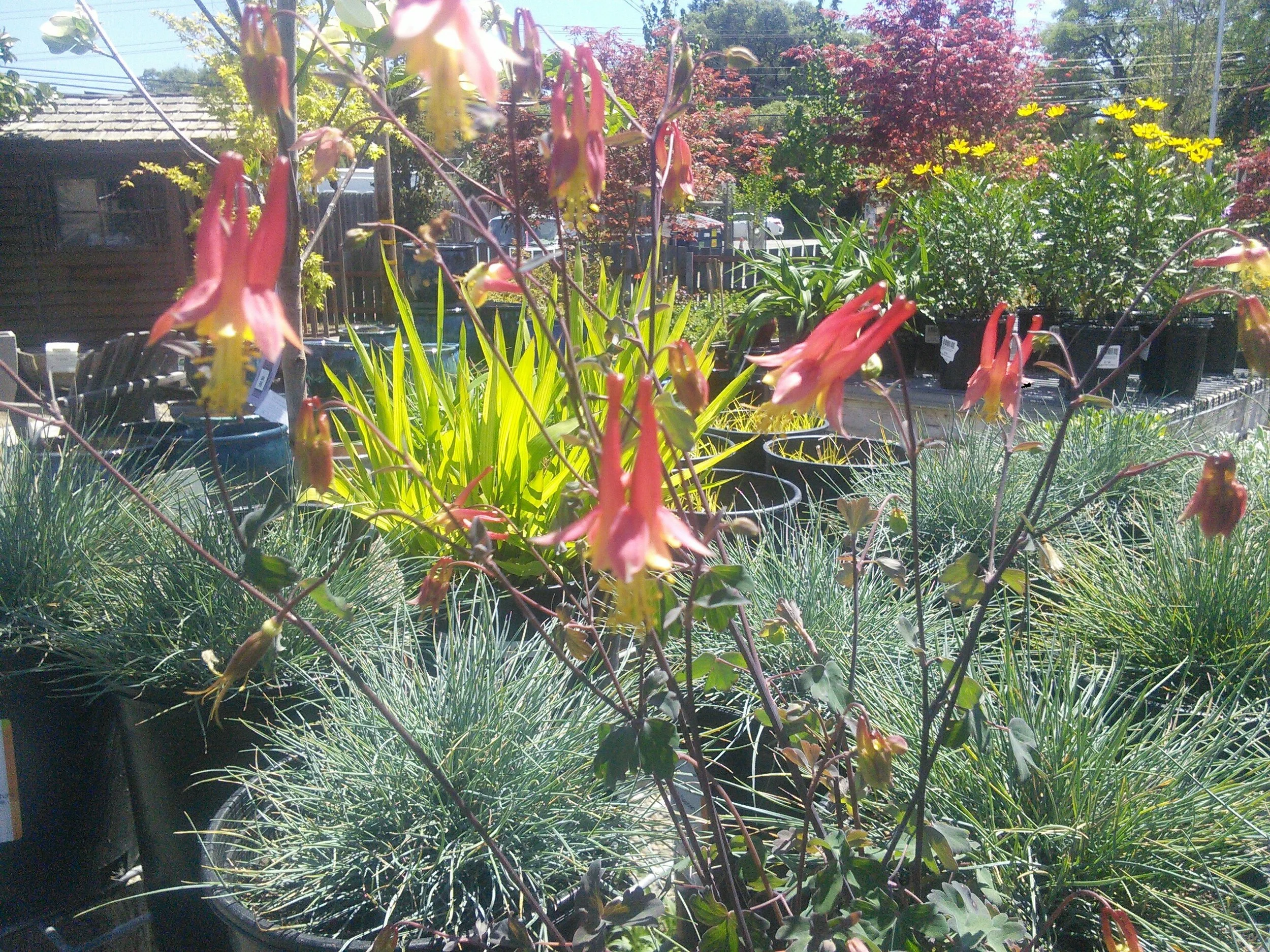 Aquilegia formosa nana