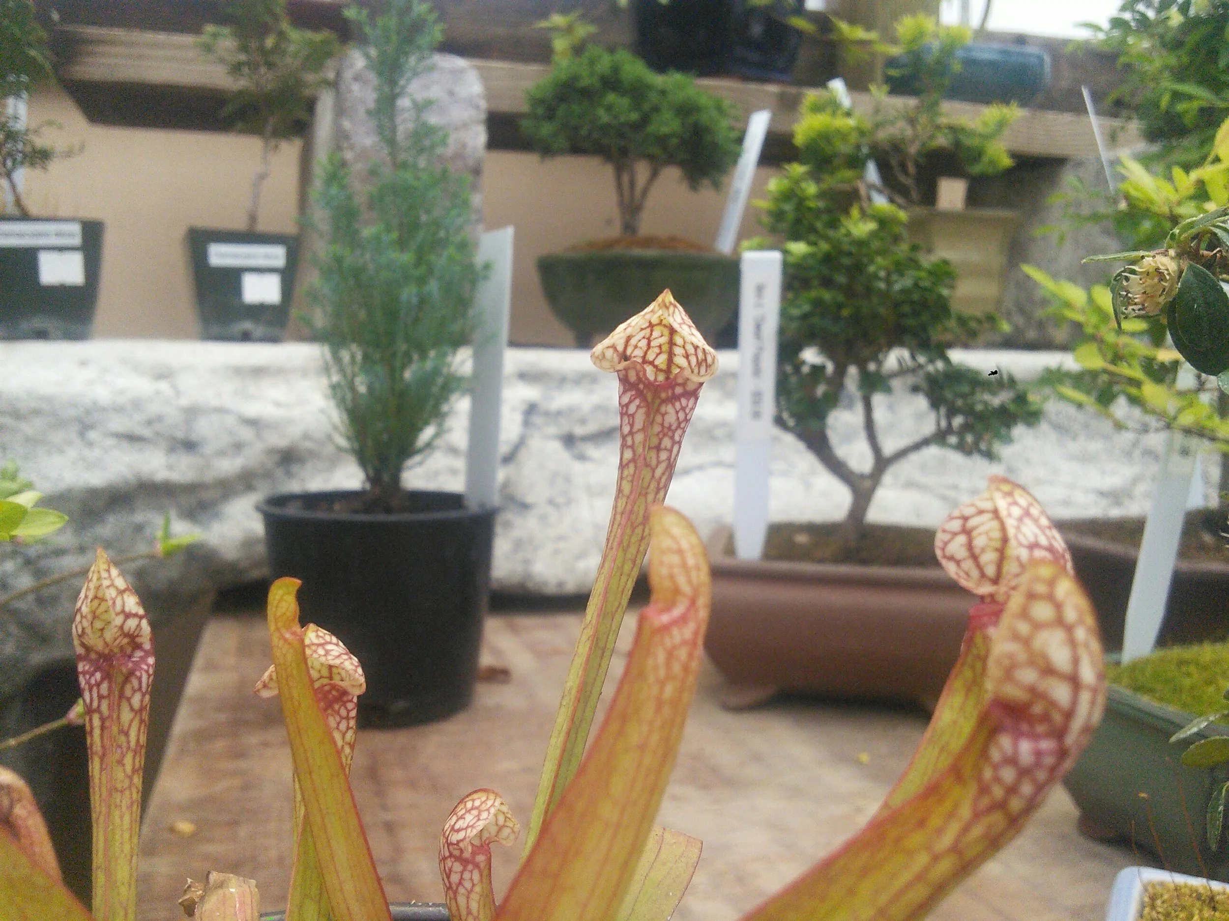 Sarracenia scarlet belle.jpg
