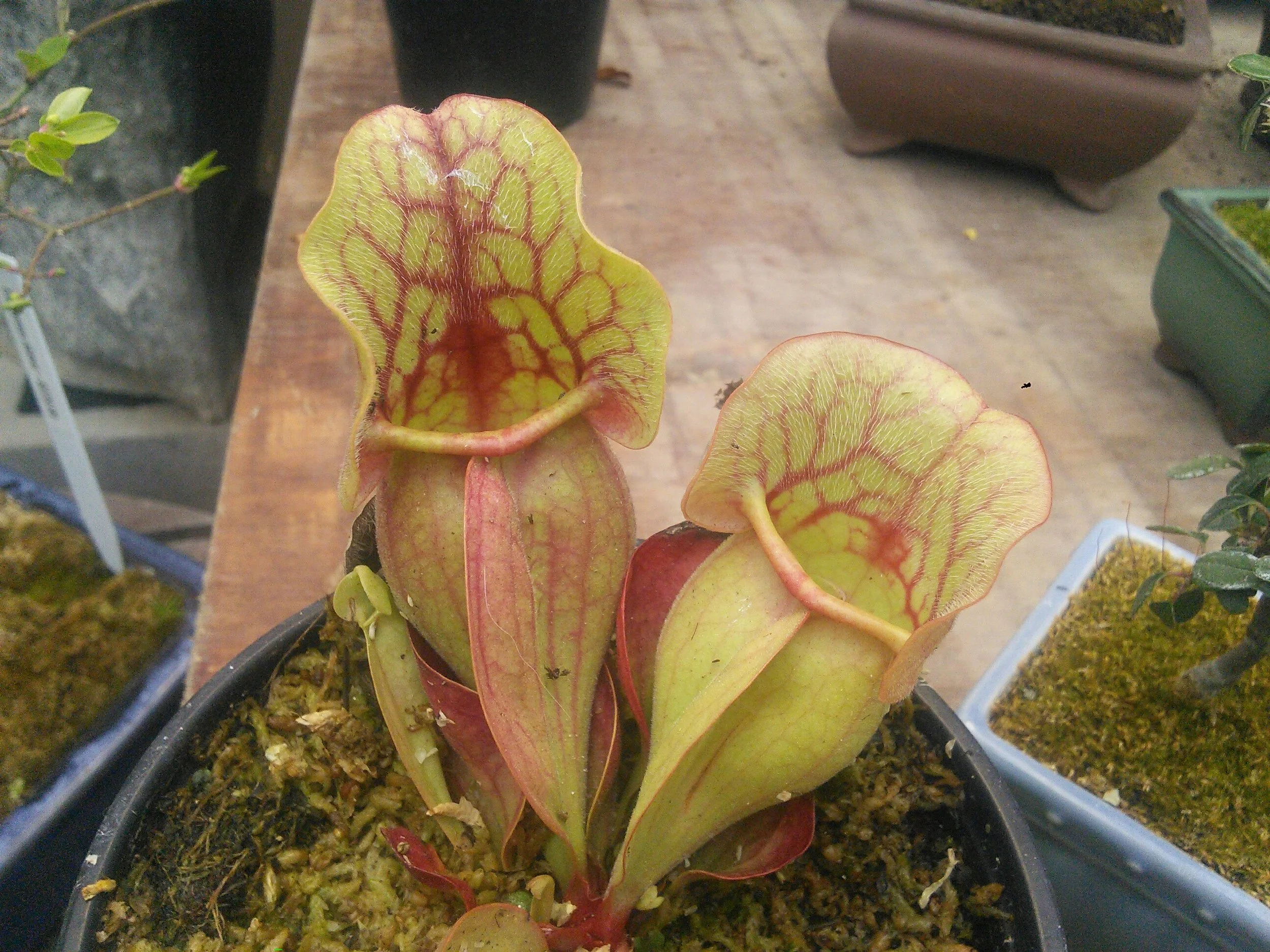 Sarracenia Silwia.jpg