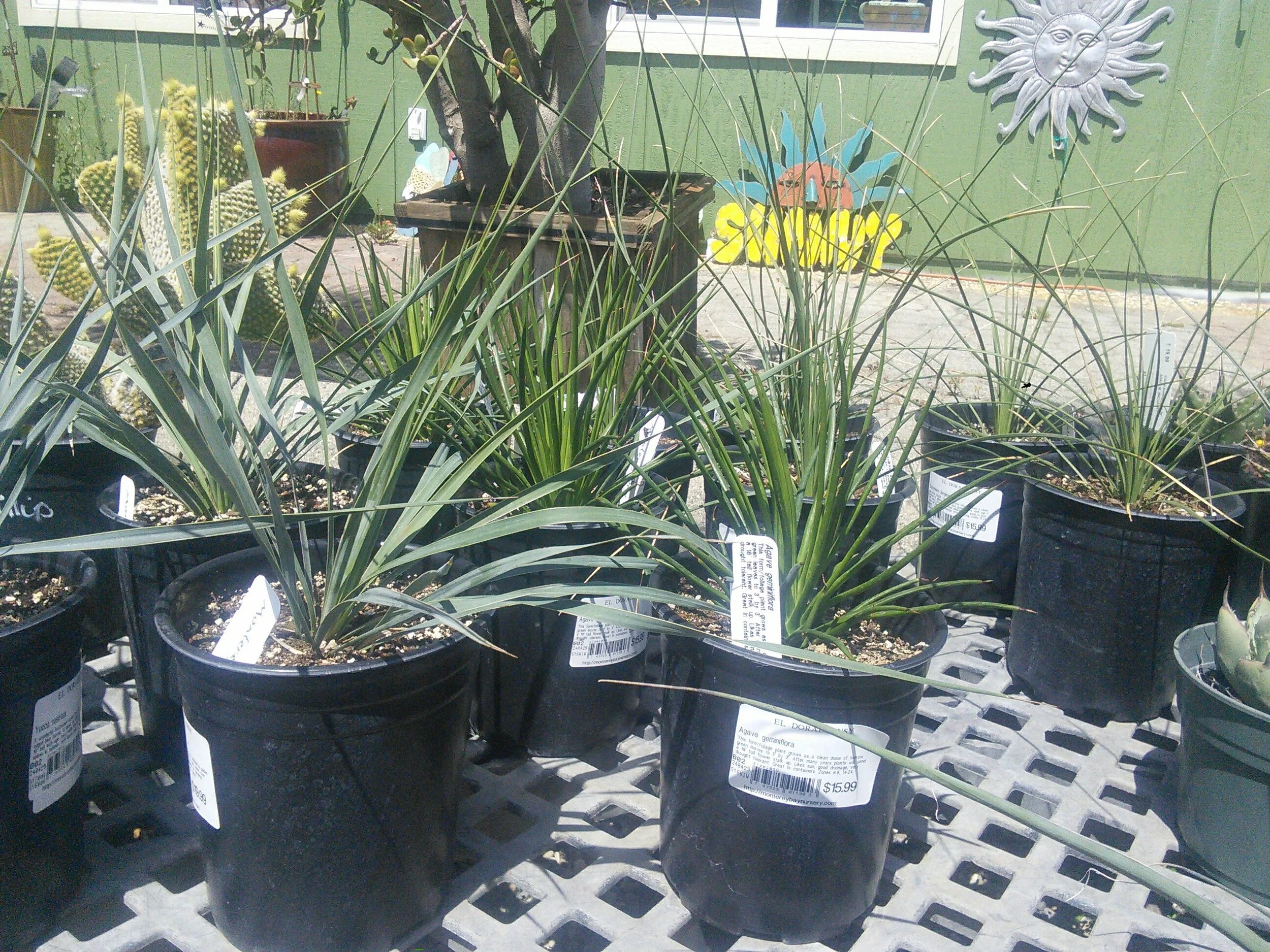 Agave, Hesperaloe, Yucca and Dasylirion