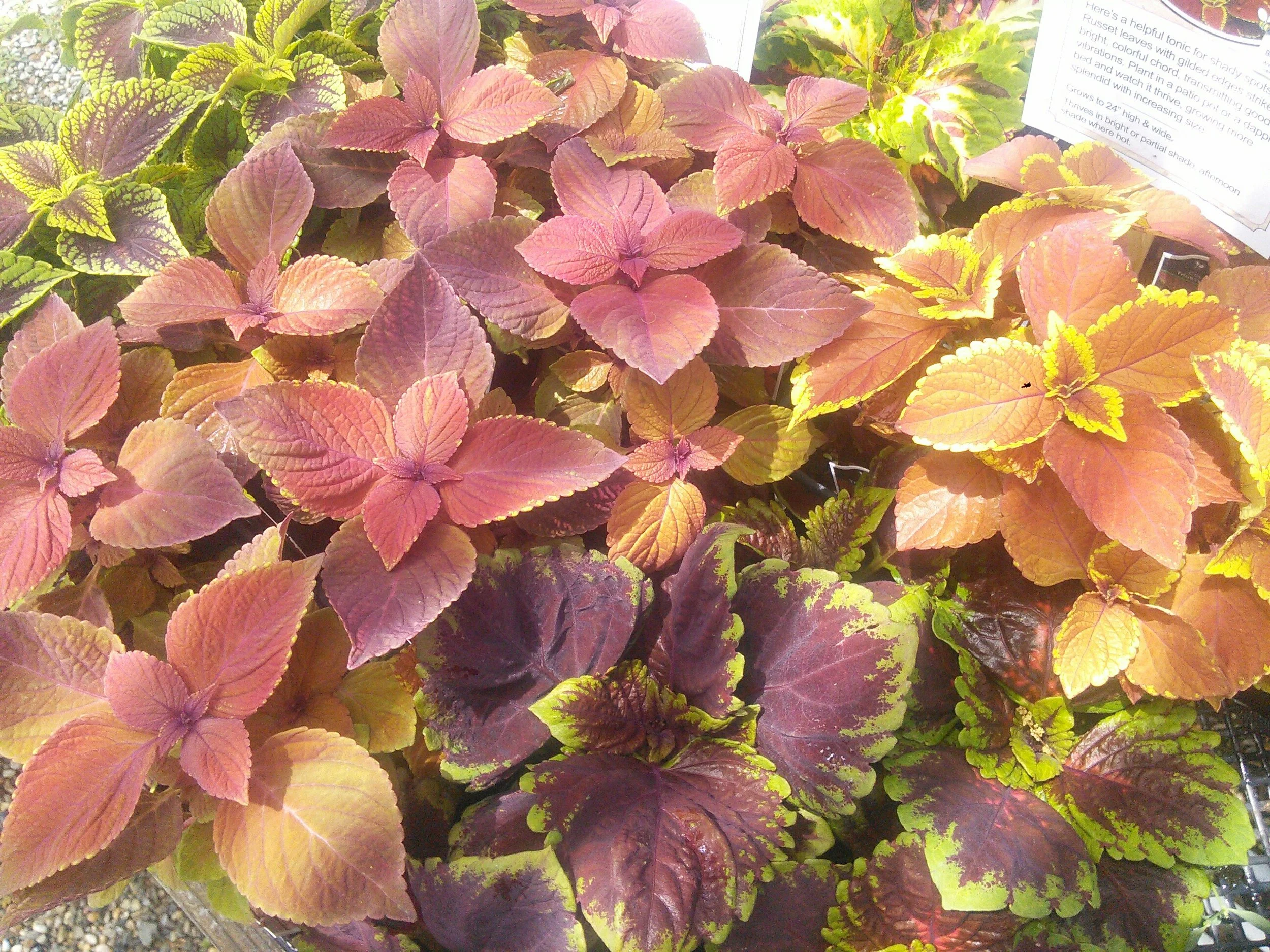 Coleus