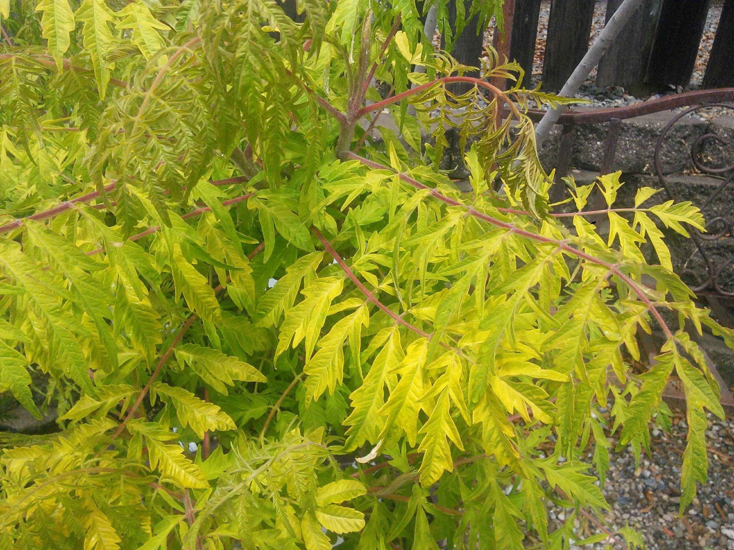 Rhus typhina 'Tiger Eyes'