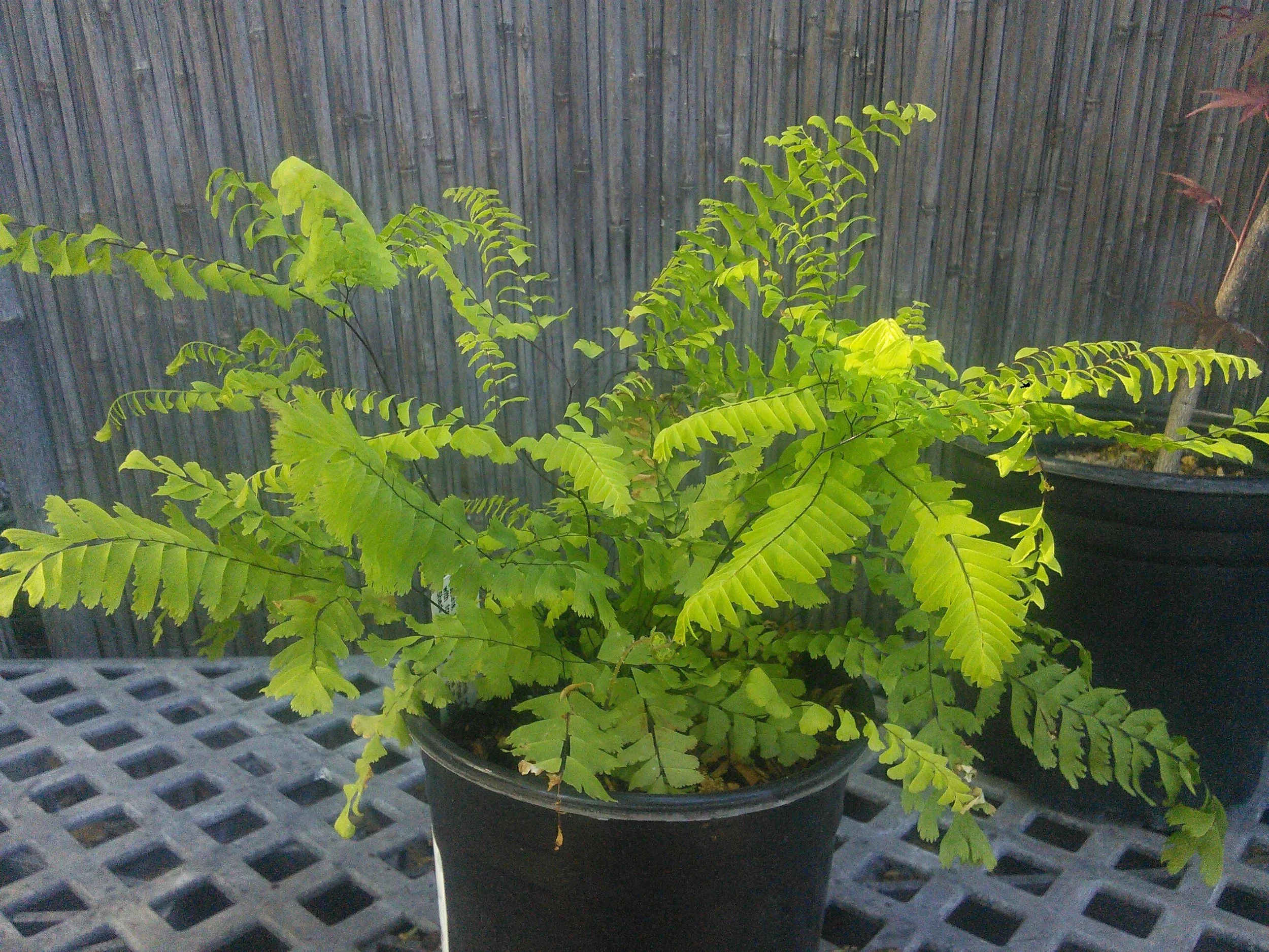 Adiantum aleuticum
