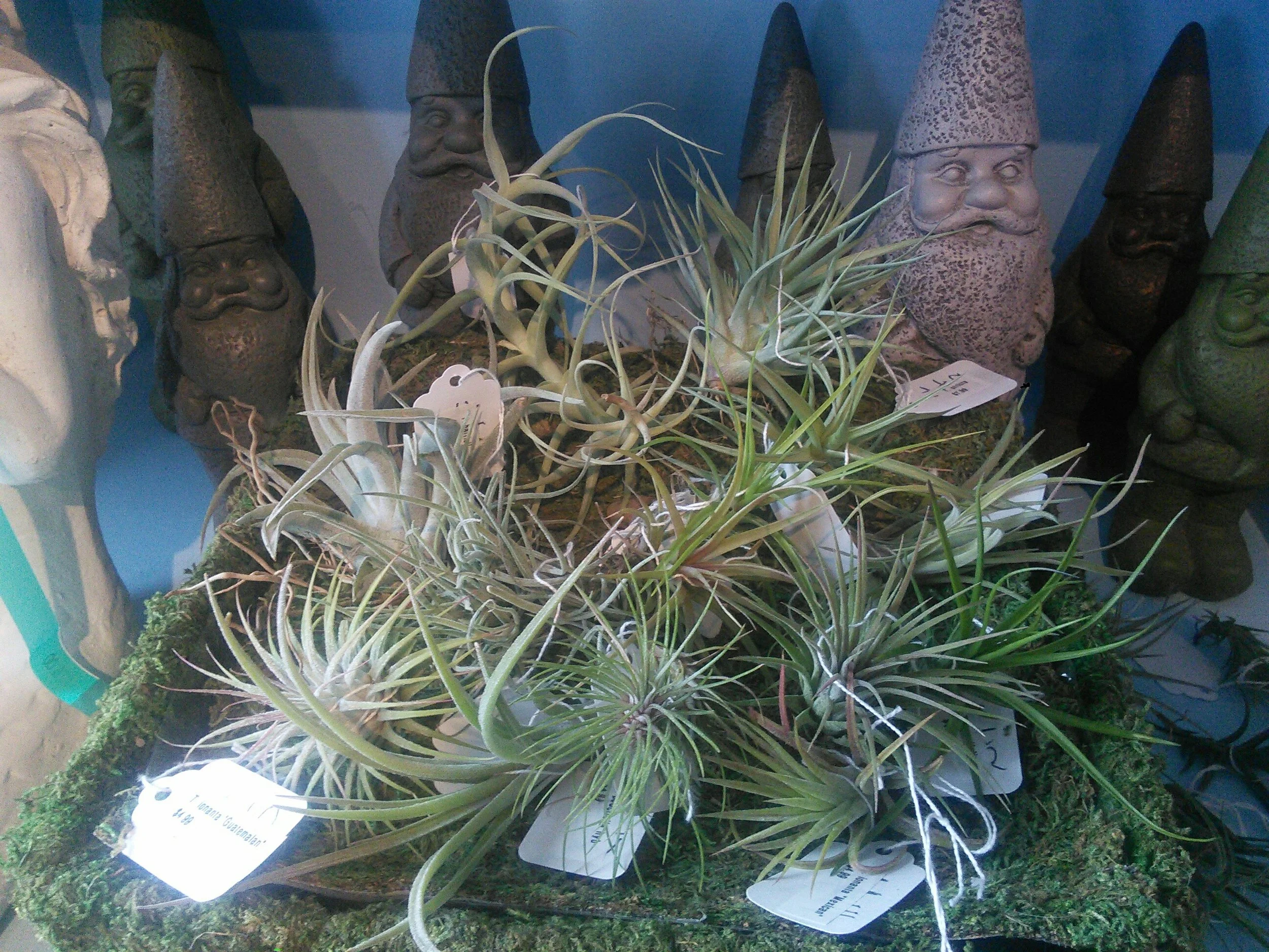 Tillandsias