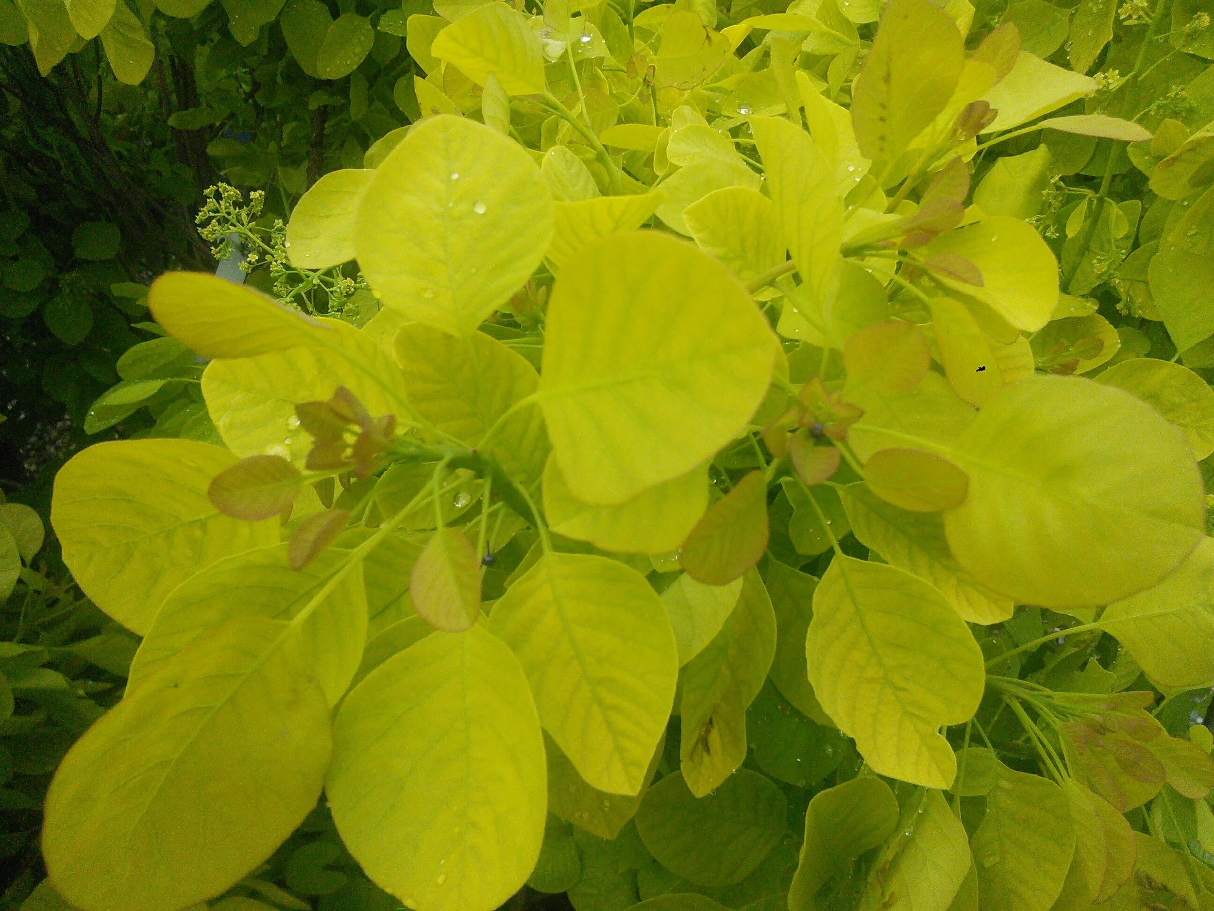 Cotinus 'Golden Spirit'