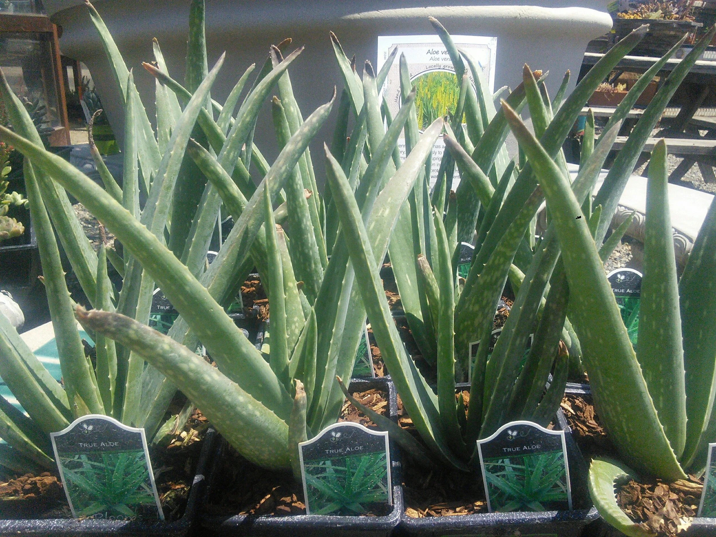 Aloe vera