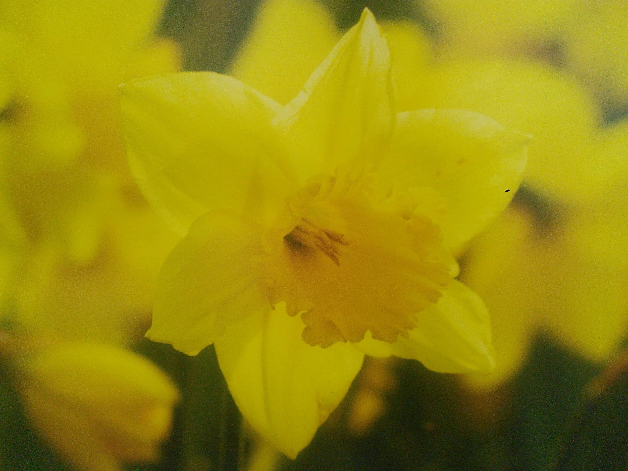 Yellow Trumpet Narcissus