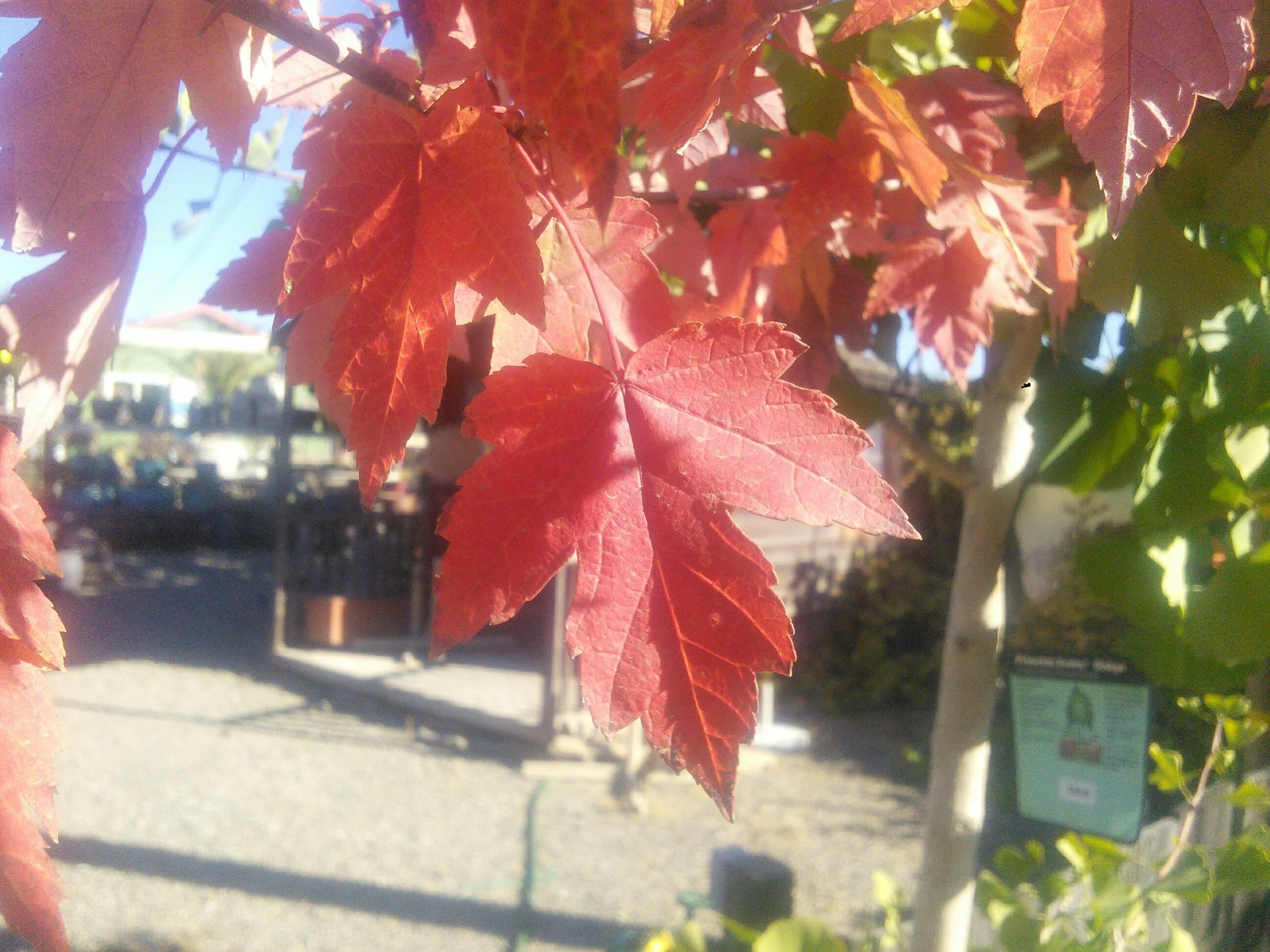 Acer ‘Red Point’