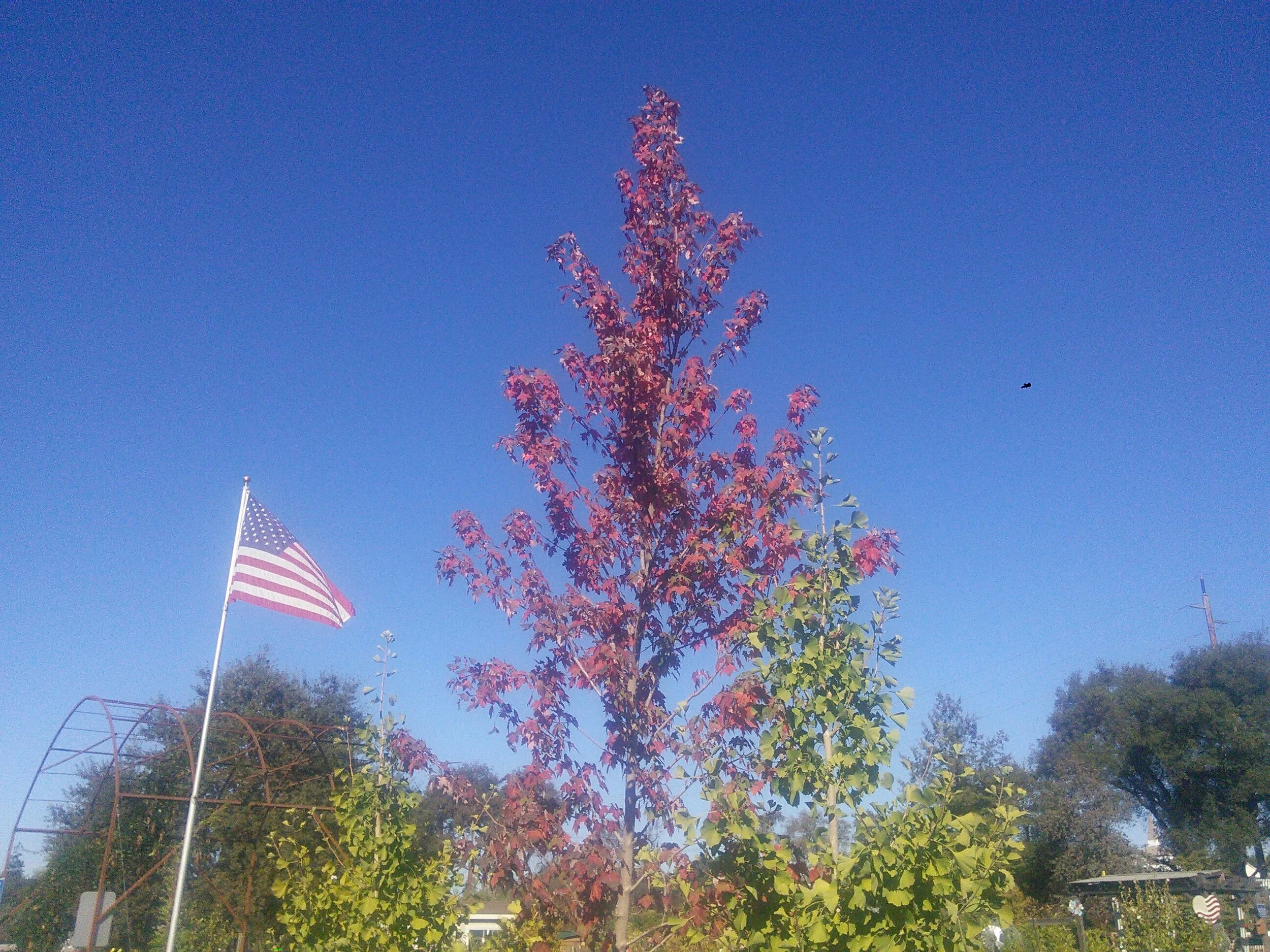 Acer ‘Red Point’